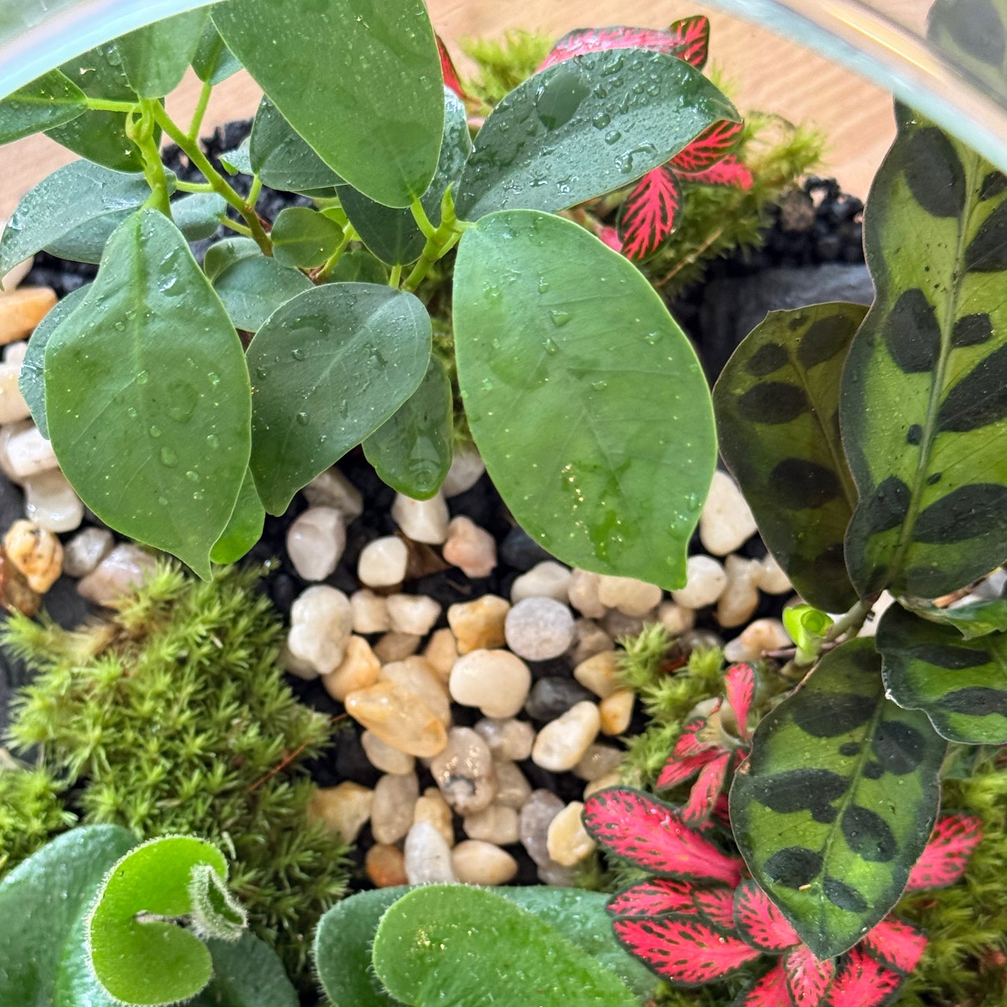 Flaschengarten DIY Set No100 - Ficus microcarpa 'Ginseng' x Calathea lancifolia  x hemionitis arifolia x Fittonia 'Forest Flame'