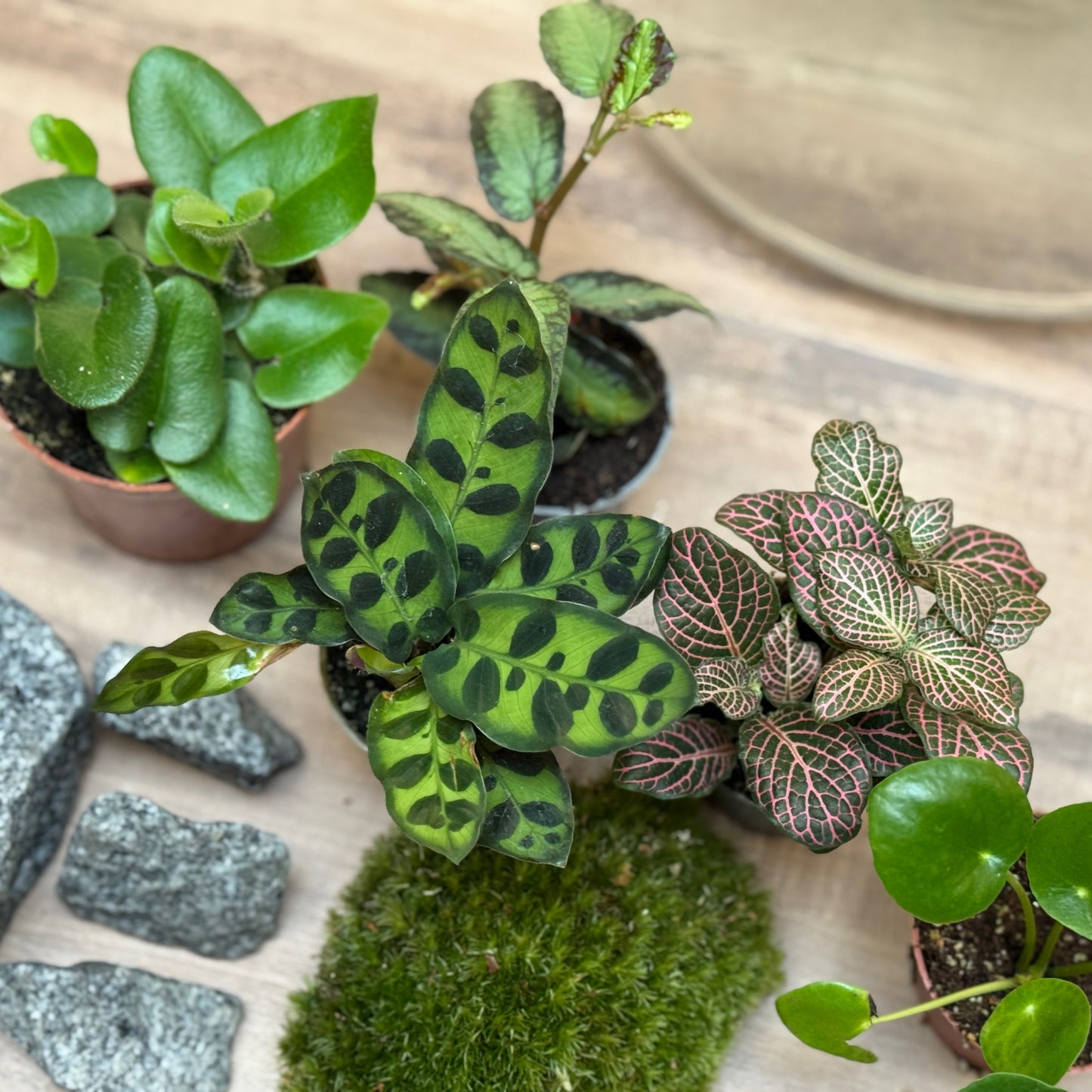 Flaschengarten DIY Set No101 - Hemionitis arifolia x pellionia repens x pilea peperomioides x Fittonia x Calathea lancifolia