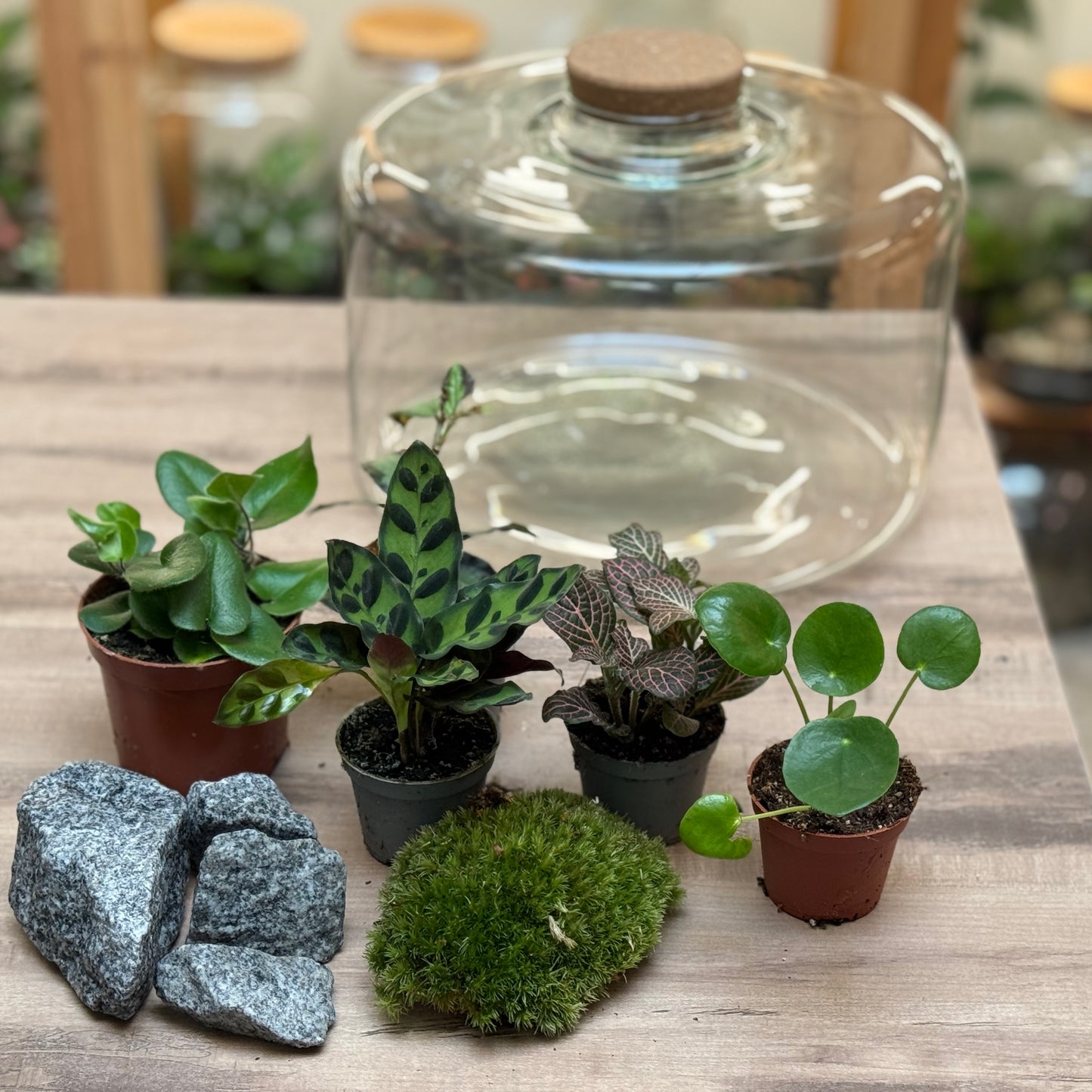Flaschengarten DIY Set No101 - Hemionitis arifolia x pellionia repens x pilea peperomioides x Fittonia x Calathea lancifolia