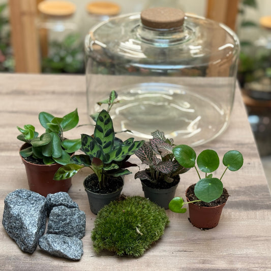 Flaschengarten DIY Set No101 - Hemionitis arifolia x pellionia repens x pilea peperomioides x Fittonia x Calathea lancifolia