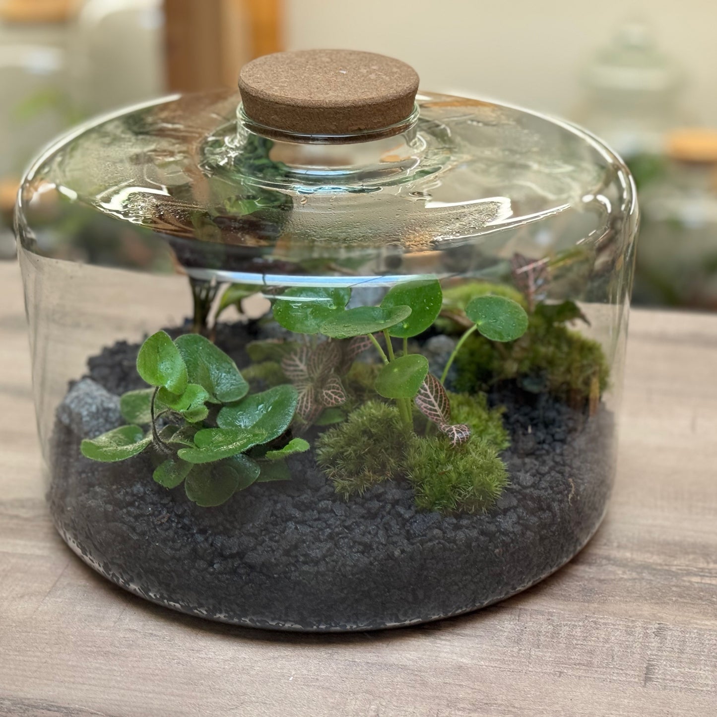 Flaschengarten DIY Set No101 - Hemionitis arifolia x pellionia repens x pilea peperomioides x Fittonia x Calathea lancifolia