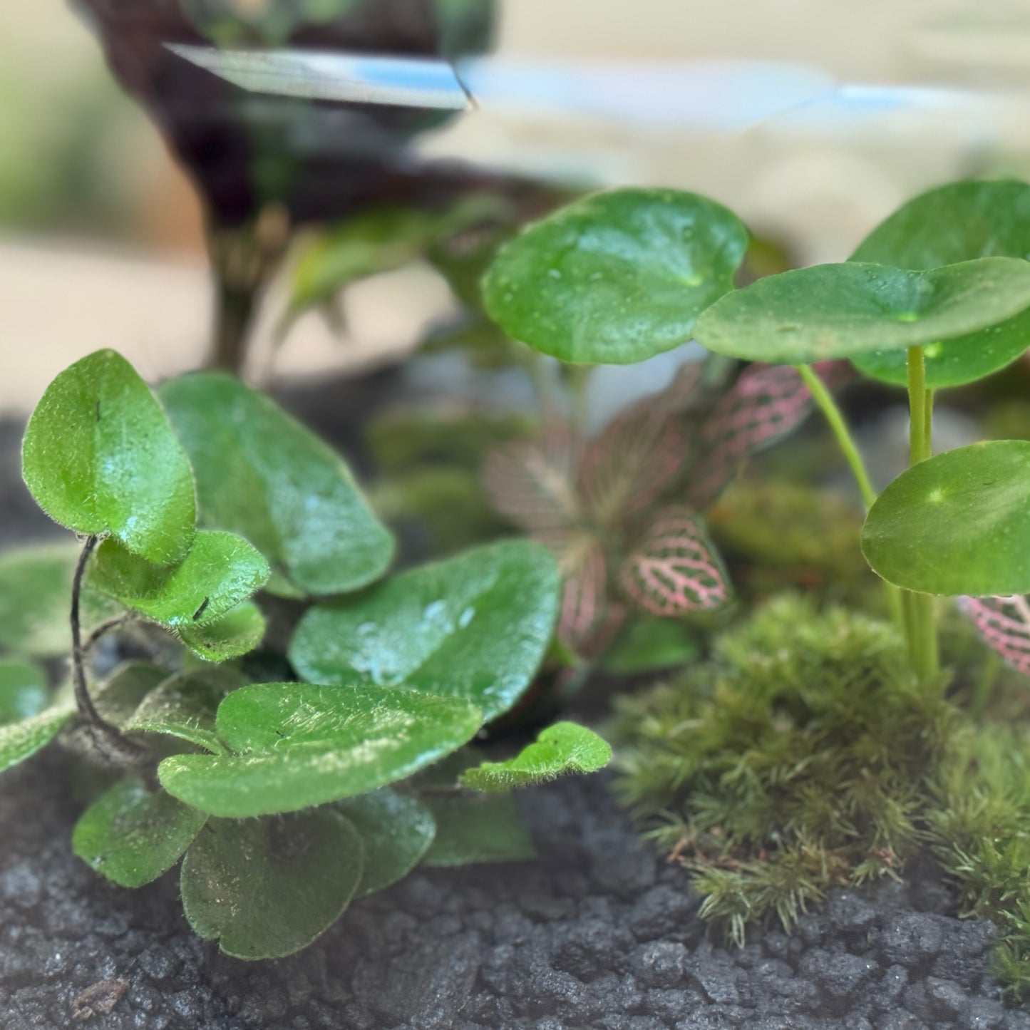 Flaschengarten DIY Set No101 - Hemionitis arifolia x pellionia repens x pilea peperomioides x Fittonia x Calathea lancifolia