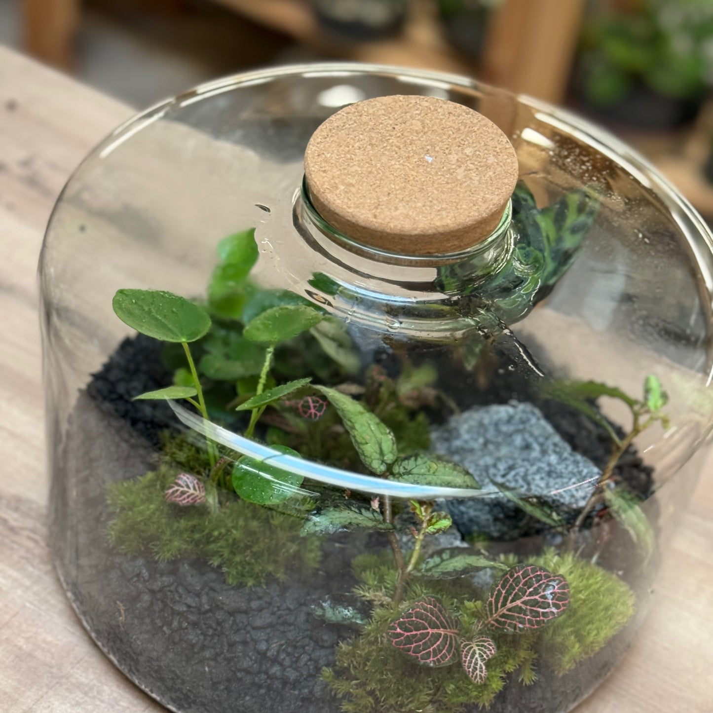 Flaschengarten DIY Set No101 - Hemionitis arifolia x pellionia repens x pilea peperomioides x Fittonia x Calathea lancifolia