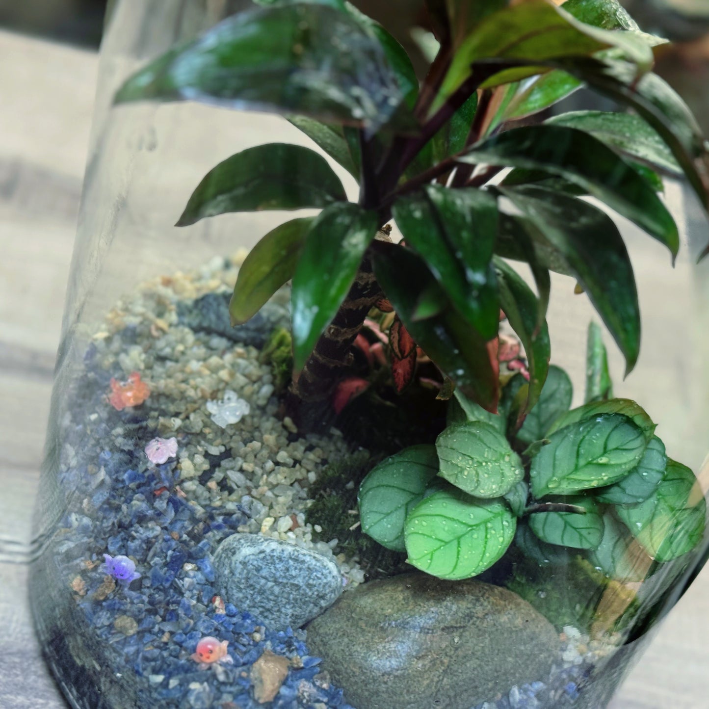 Flaschengarten DIY Set No103 -   Cordyline fruticosa x Ctenanthe burle marxii x Fittonia 'Pink Forest Flame'