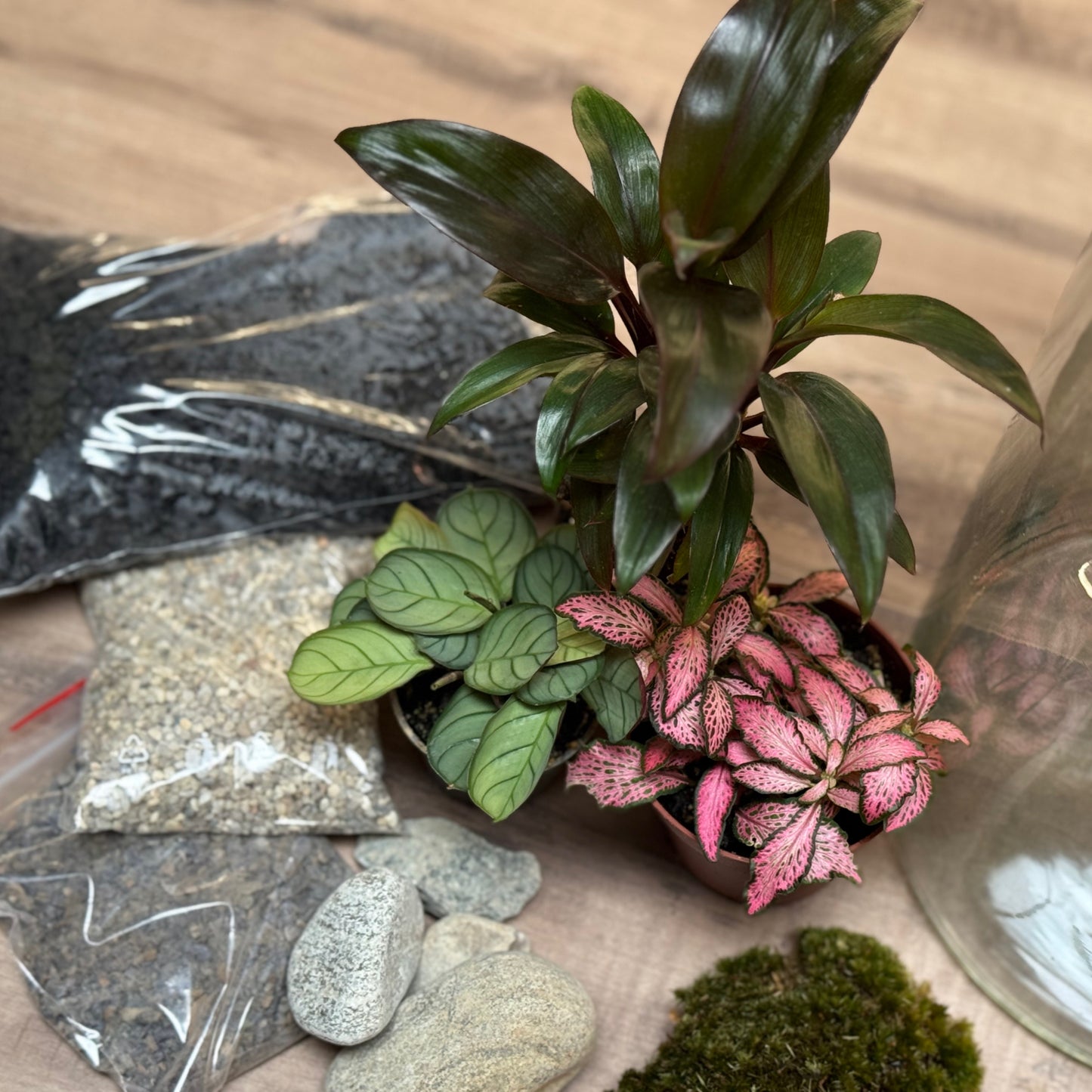 Flaschengarten DIY Set No103 -   Cordyline fruticosa x Ctenanthe burle marxii x Fittonia 'Pink Forest Flame'