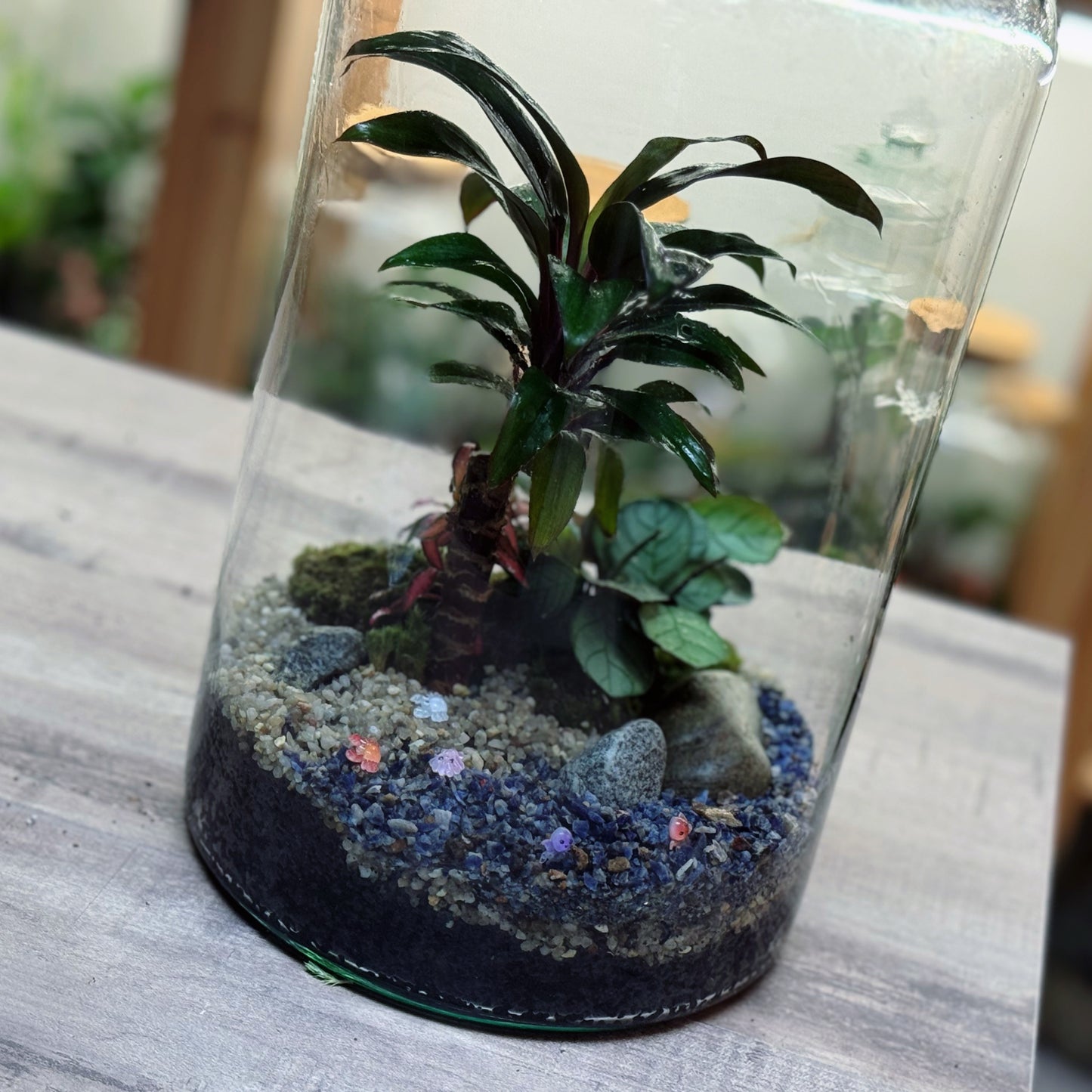Flaschengarten DIY Set No103 -   Cordyline fruticosa x Ctenanthe burle marxii x Fittonia 'Pink Forest Flame'