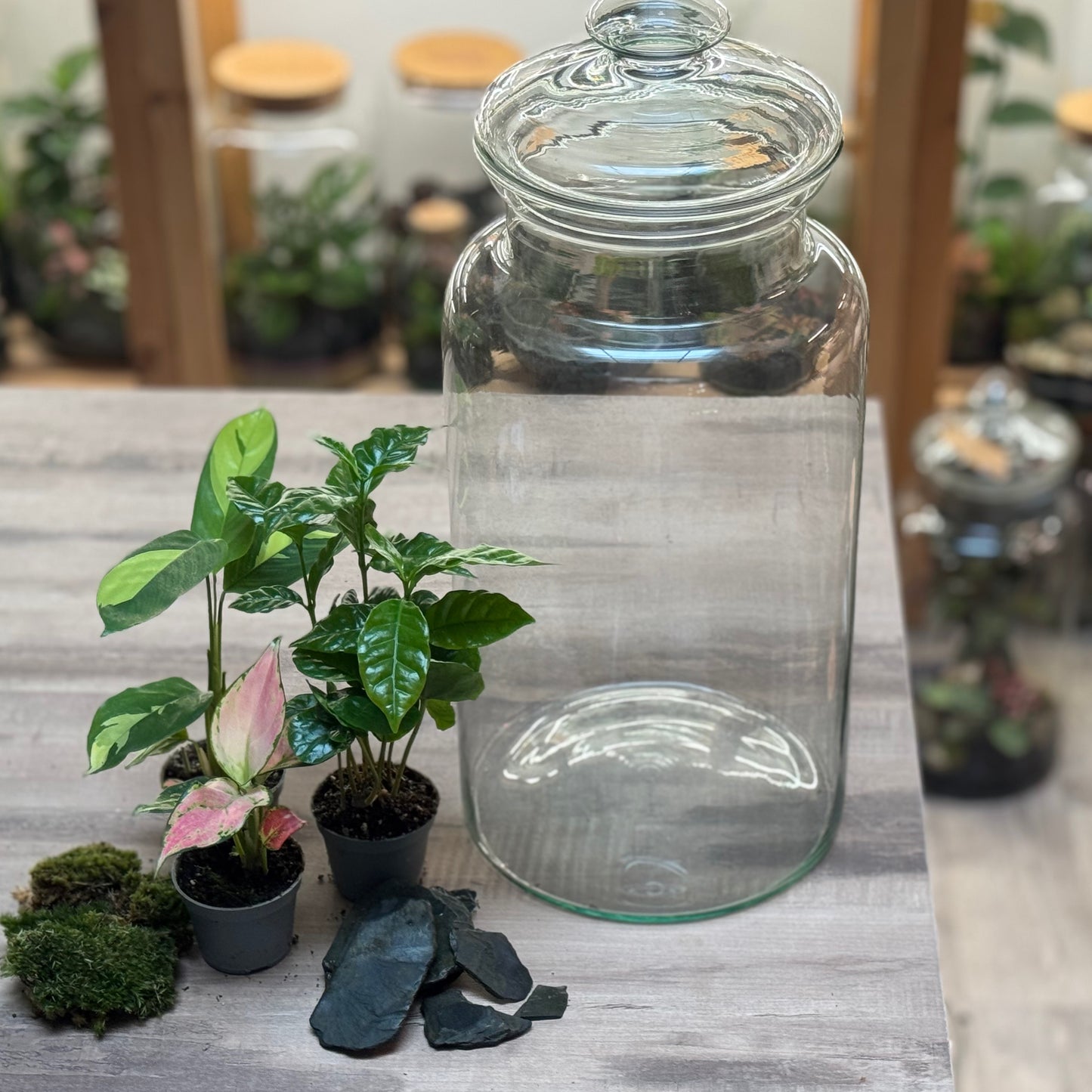 Flaschengarten DIY Set No104 -   Coffea arabica x Ctenanthe pilosa 'Golden Mosaic' x Aglaonema 'Red Valentine'