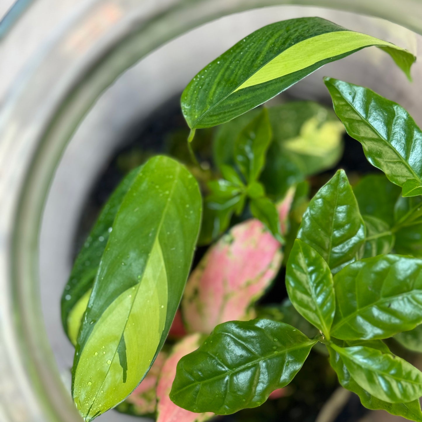 Flaschengarten DIY Set No104 -   Coffea arabica x Ctenanthe pilosa 'Golden Mosaic' x Aglaonema 'Red Valentine'