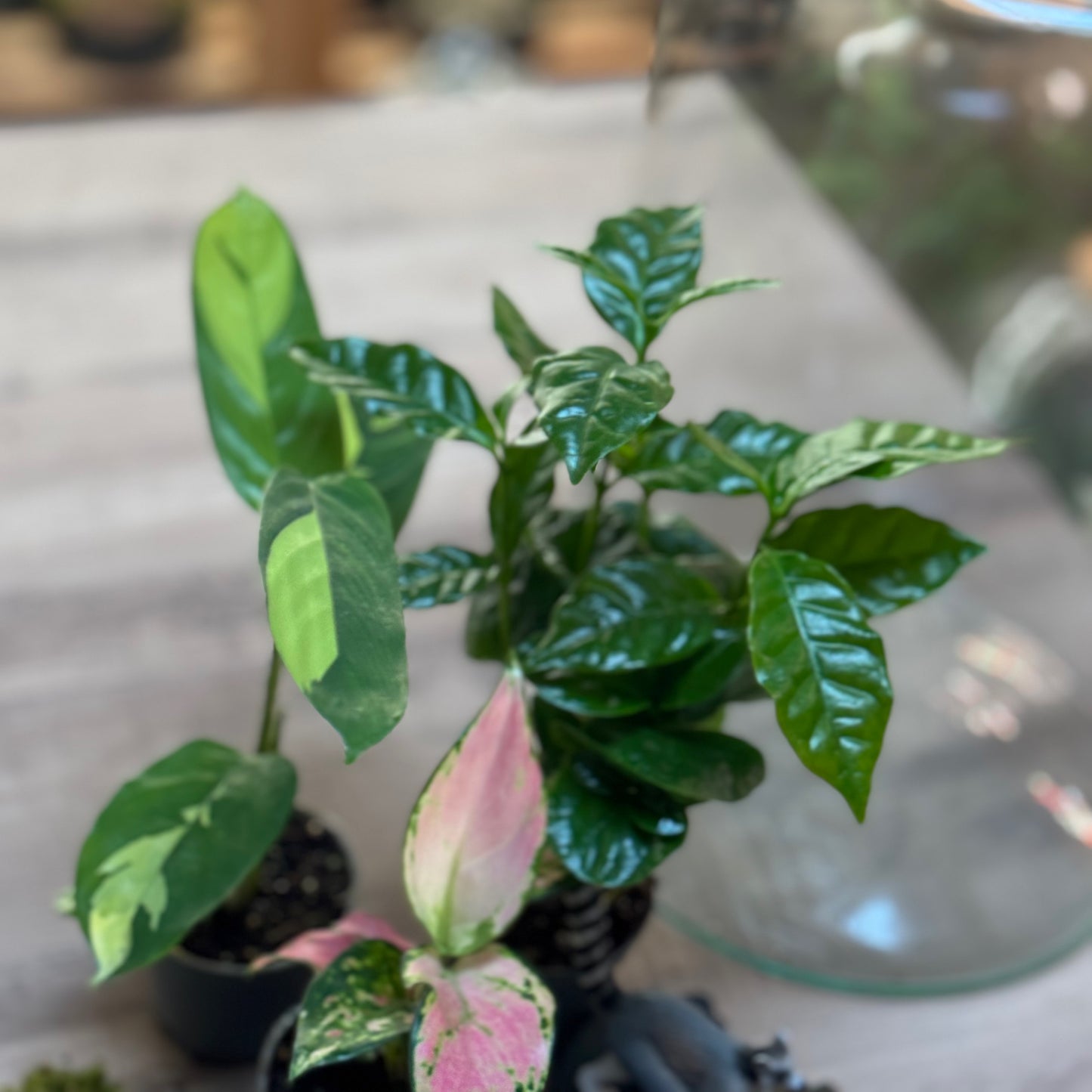 Flaschengarten DIY Set No104 -   Coffea arabica x Ctenanthe pilosa 'Golden Mosaic' x Aglaonema 'Red Valentine'