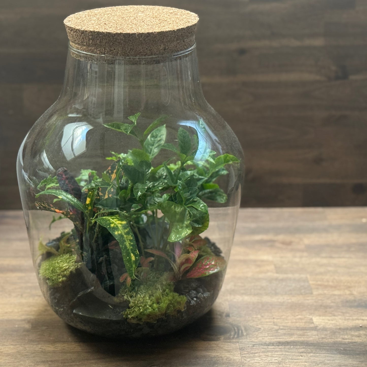 Flaschengarten DIY Set No105 - Codiaeum 'Bush on Fire' x Coffea arabica x Asplenium 'Parvati' x Fittonia 'Mosaik Skeleton'
