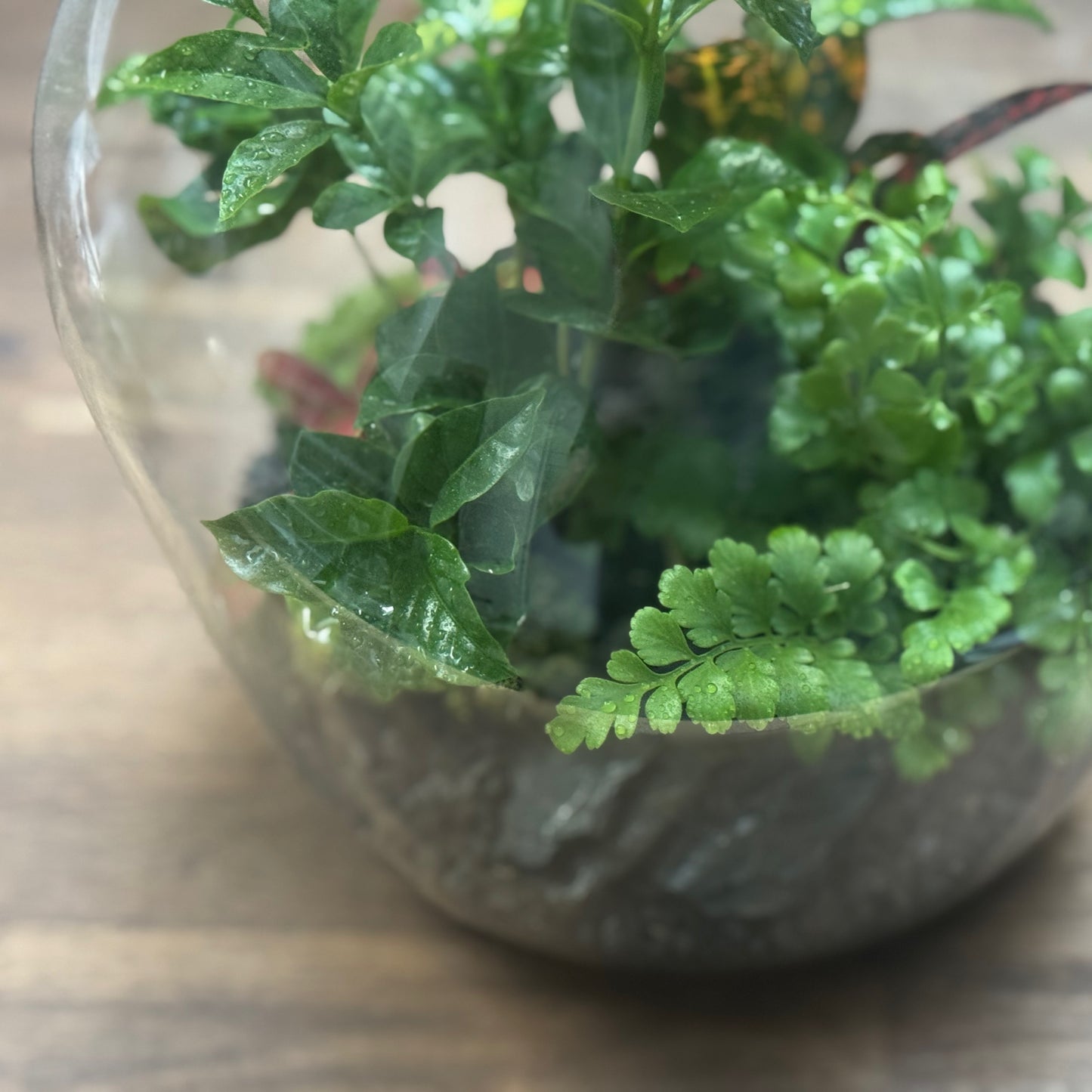 Flaschengarten DIY Set No105 - Codiaeum 'Bush on Fire' x Coffea arabica x Asplenium 'Parvati' x Fittonia 'Mosaik Skeleton'