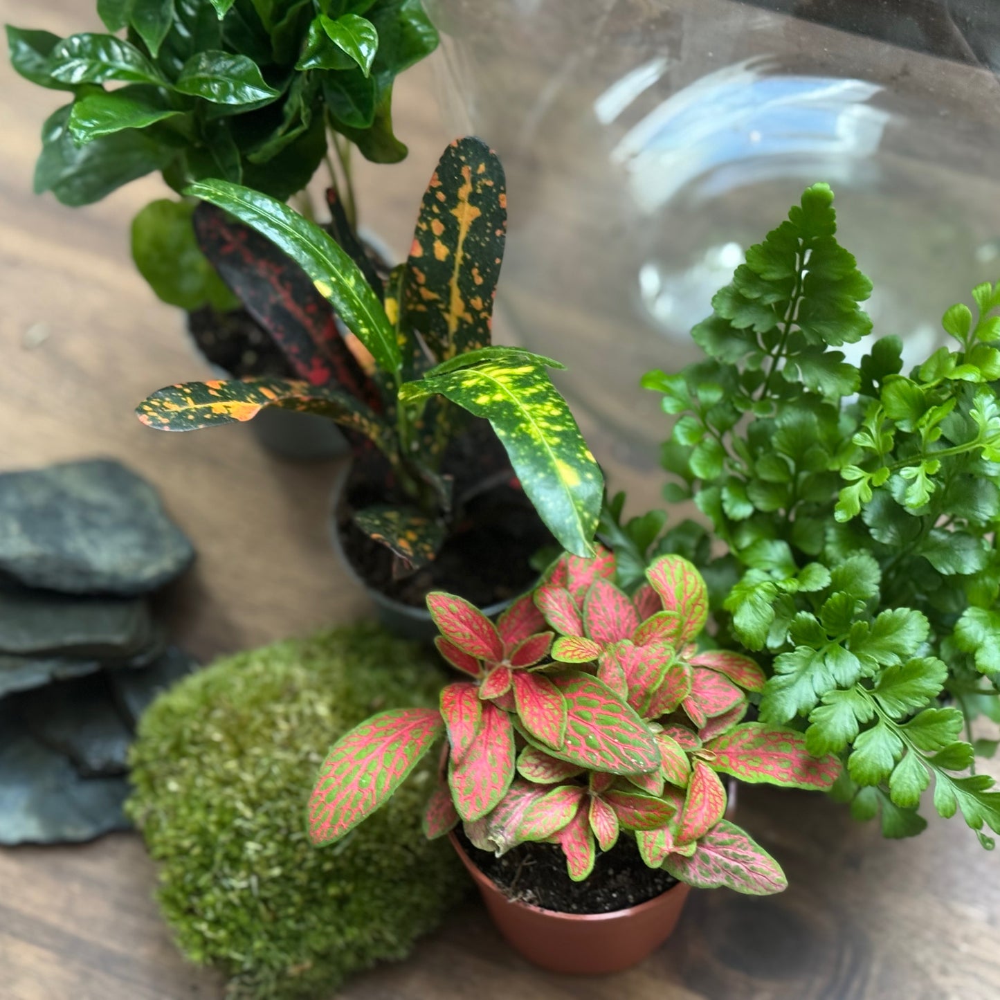 Flaschengarten DIY Set No105 - Codiaeum 'Bush on Fire' x Coffea arabica x Asplenium 'Parvati' x Fittonia 'Mosaik Skeleton'