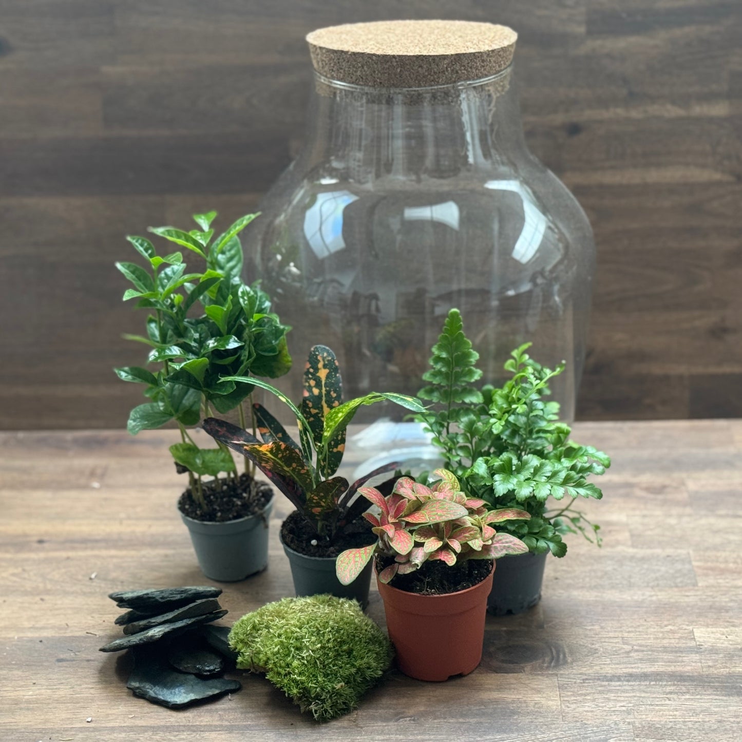 Flaschengarten DIY Set No105 - Codiaeum 'Bush on Fire' x Coffea arabica x Asplenium 'Parvati' x Fittonia 'Mosaik Skeleton'