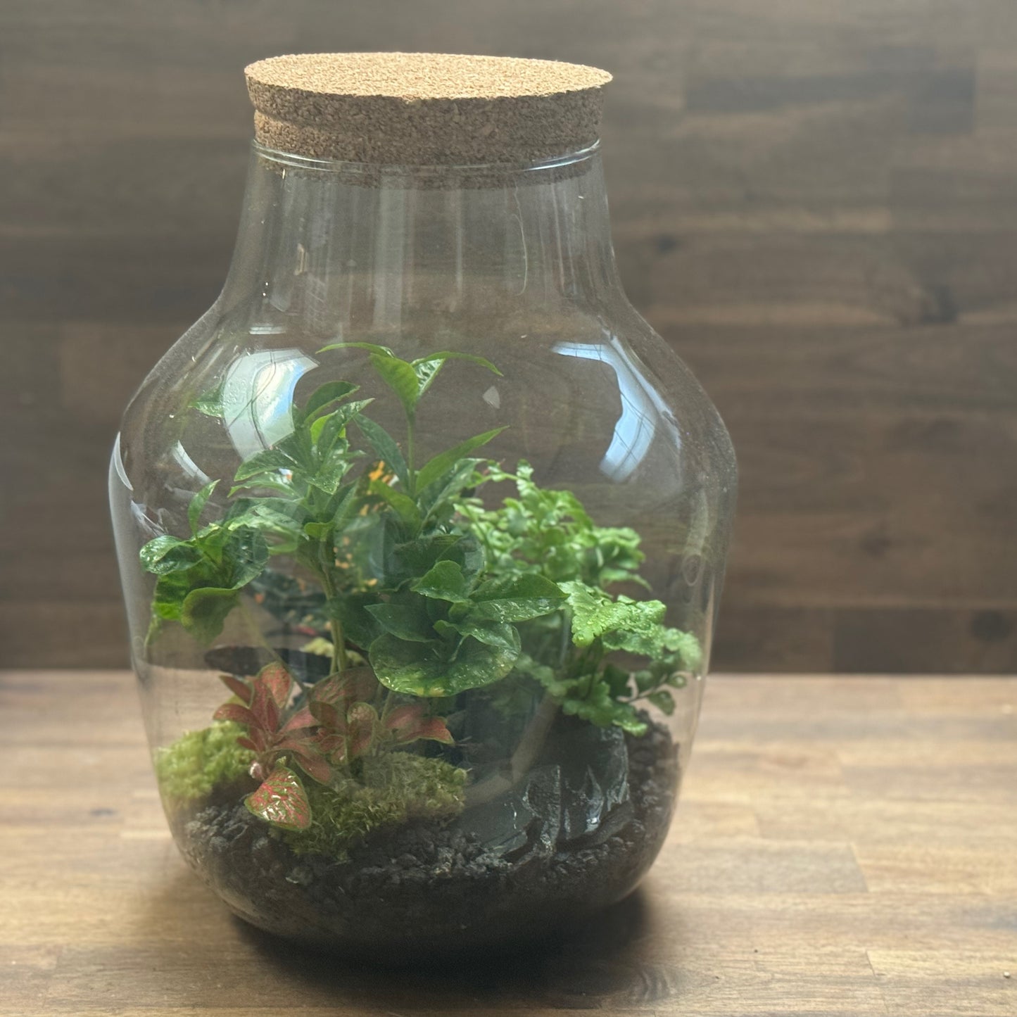 Flaschengarten DIY Set No105 - Codiaeum 'Bush on Fire' x Coffea arabica x Asplenium 'Parvati' x Fittonia 'Mosaik Skeleton'