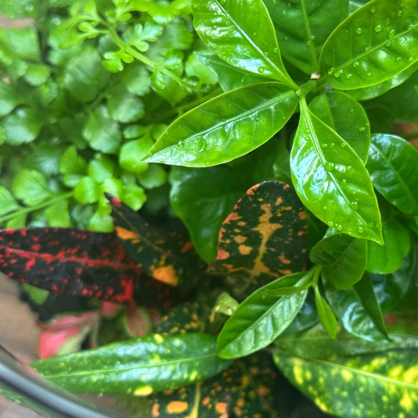Flaschengarten DIY Set No105 - Codiaeum 'Bush on Fire' x Coffea arabica x Asplenium 'Parvati' x Fittonia 'Mosaik Skeleton'