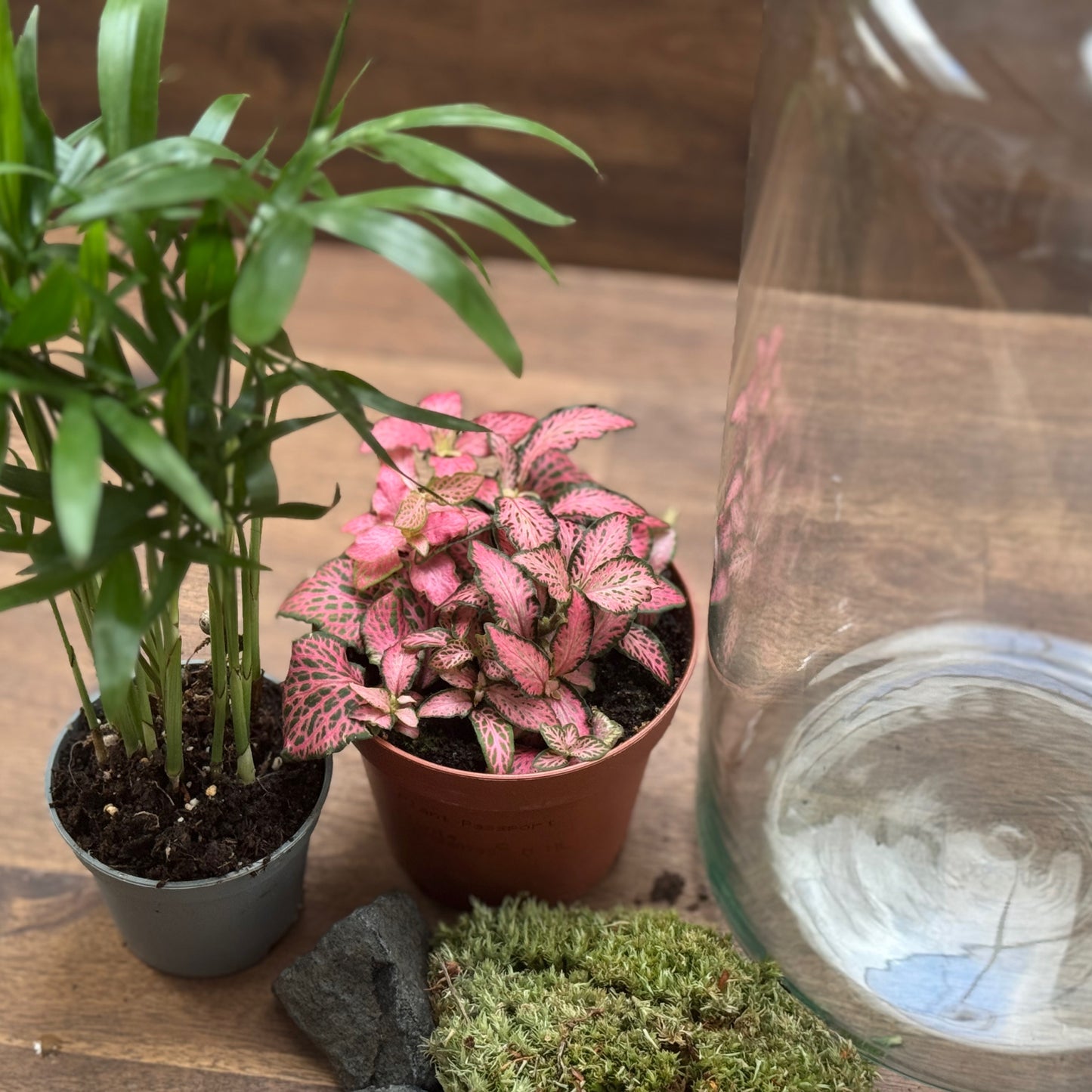 Flaschengarten DIY Set No106 Chamaedore elegans x  Fittonia 'Pink Forest Flame'