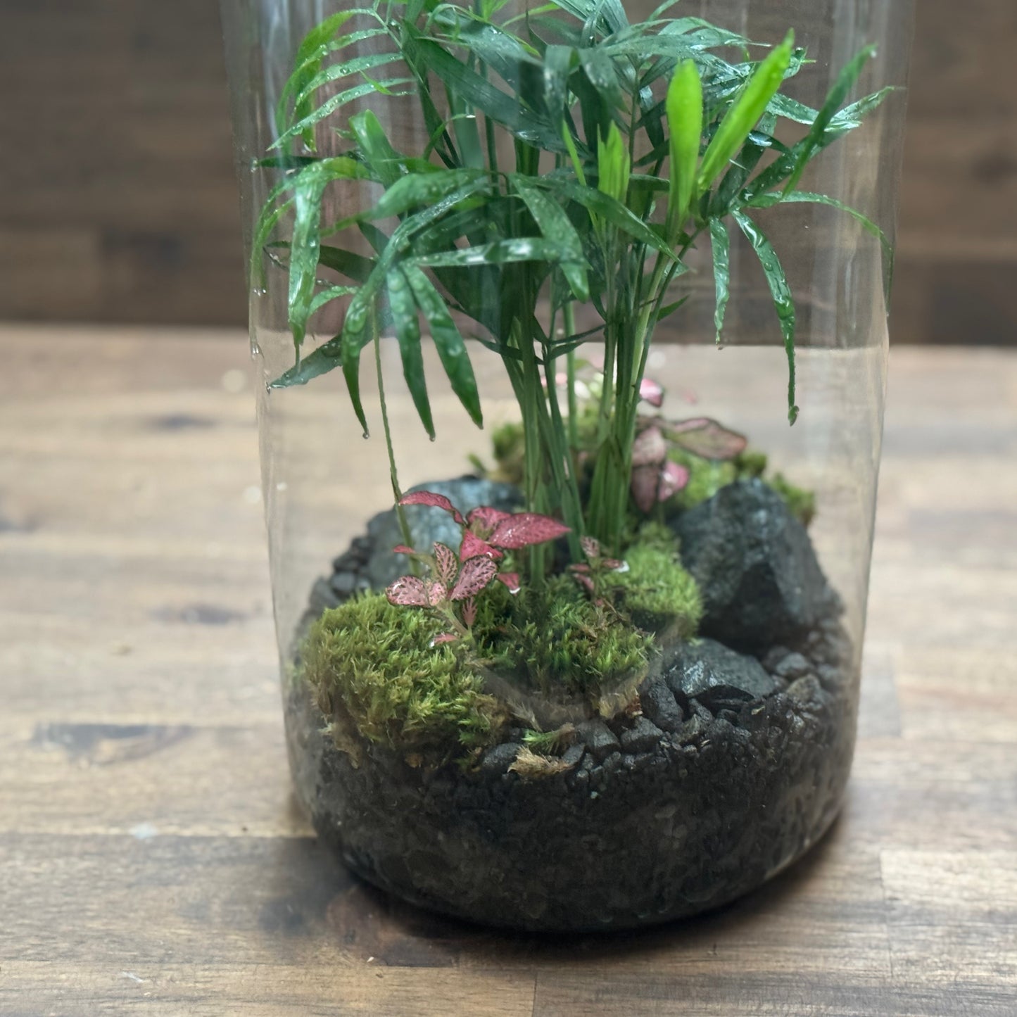 Flaschengarten DIY Set No106 Chamaedore elegans x  Fittonia 'Pink Forest Flame'