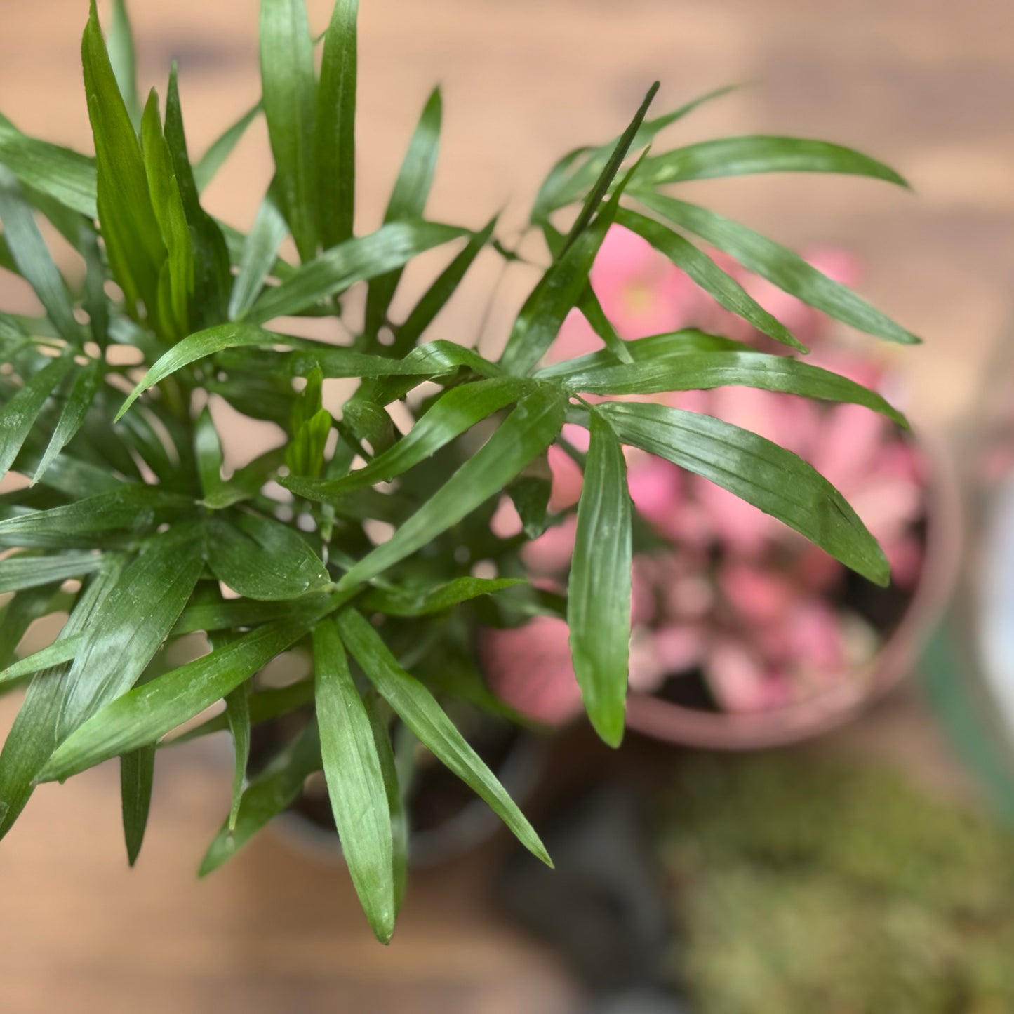 Flaschengarten DIY Set No106 Chamaedore elegans x  Fittonia 'Pink Forest Flame'