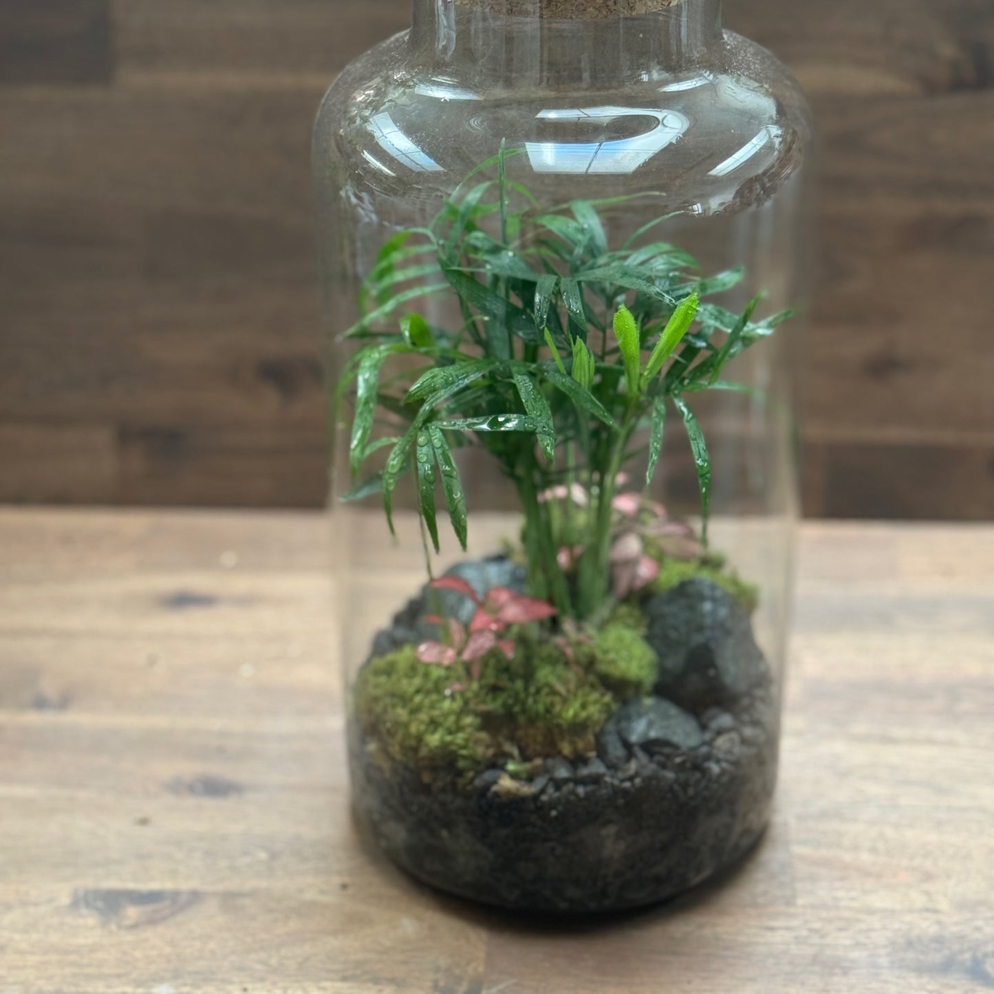 Flaschengarten DIY Set No106 Chamaedore elegans x  Fittonia 'Pink Forest Flame'