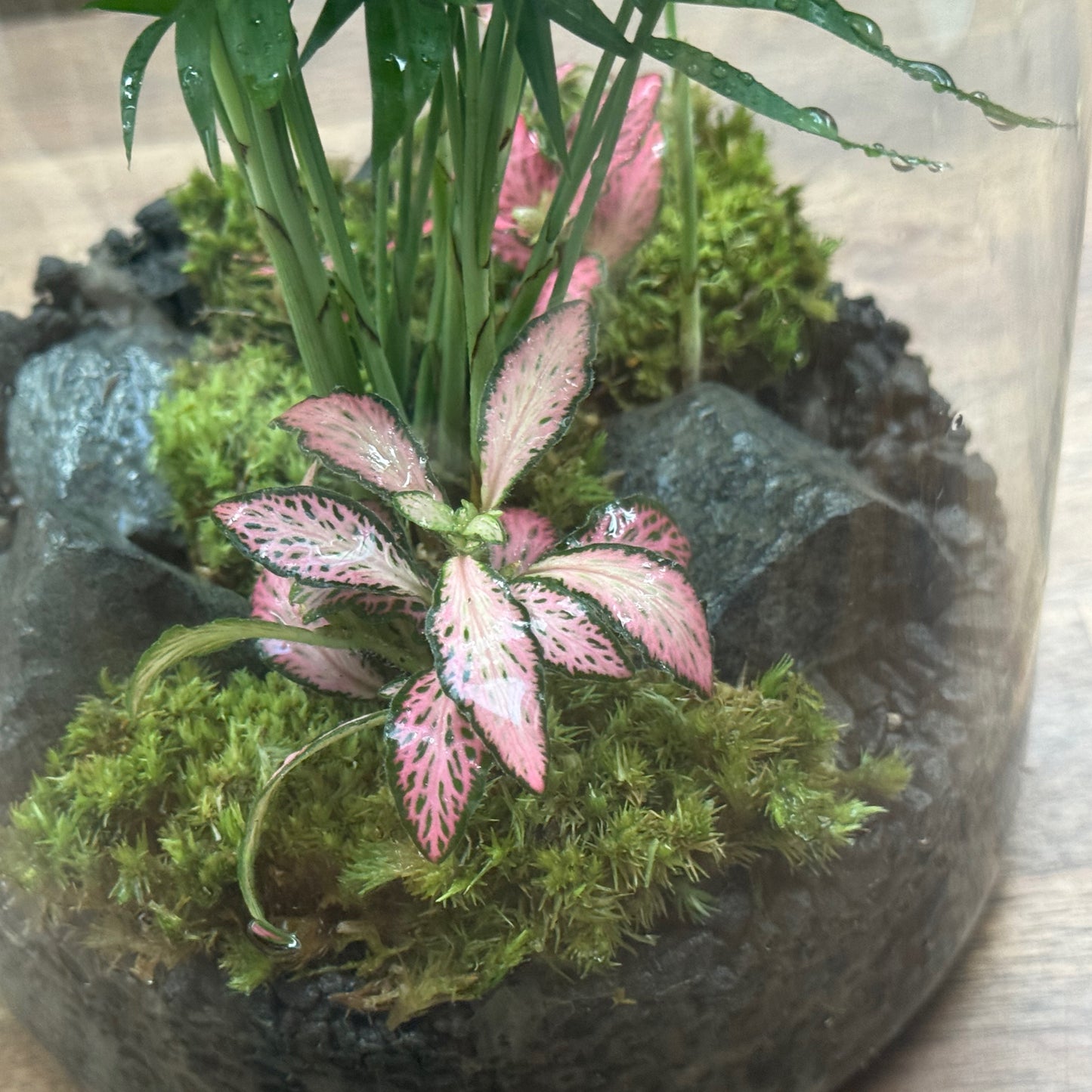 Flaschengarten DIY Set No106 Chamaedore elegans x  Fittonia 'Pink Forest Flame'