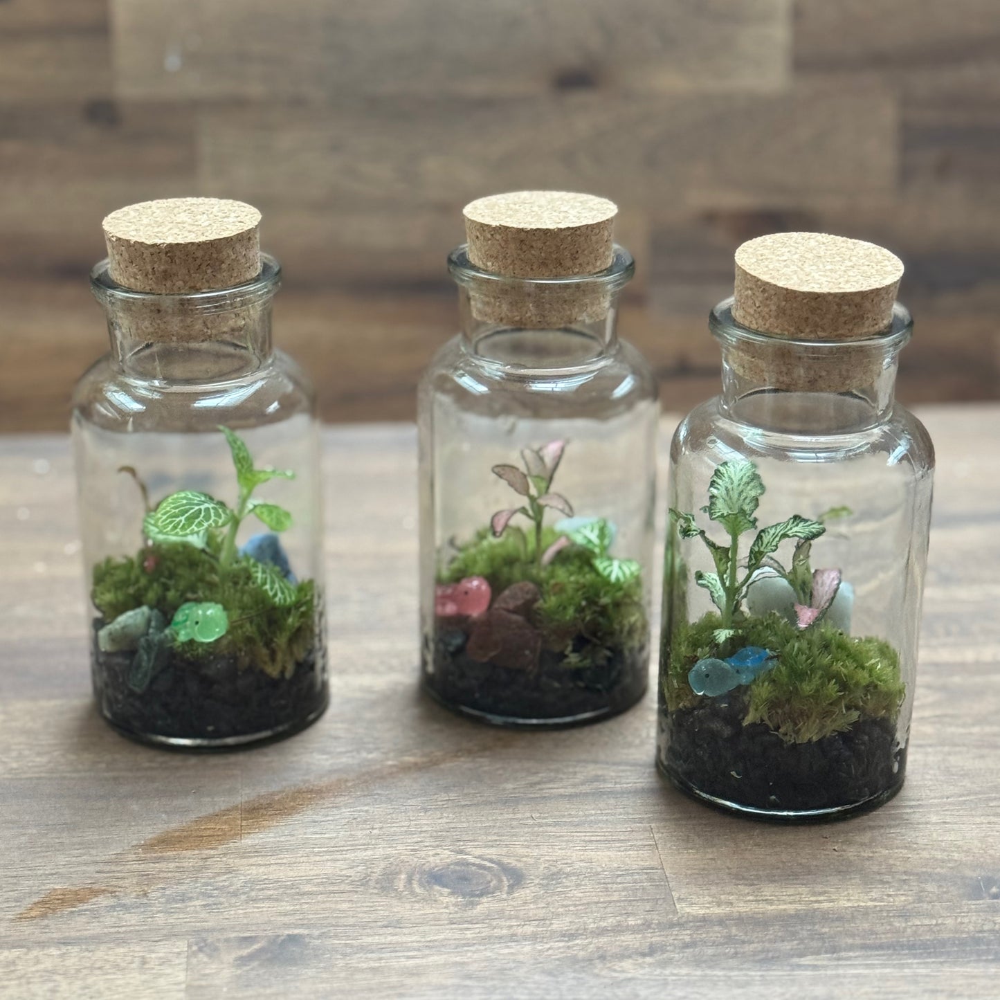 Flaschengarten DIY Set No107 Mini Trio