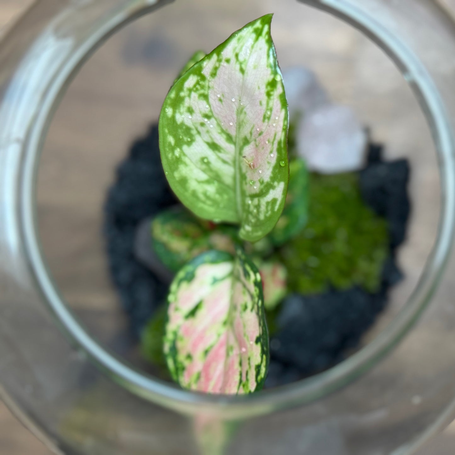 Flaschengarten DIY Set No108 - Aglaonema x Rosenquarz