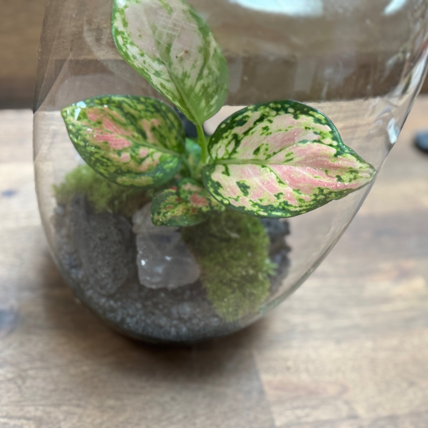 Flaschengarten DIY Set No108 - Aglaonema x Rosenquarz