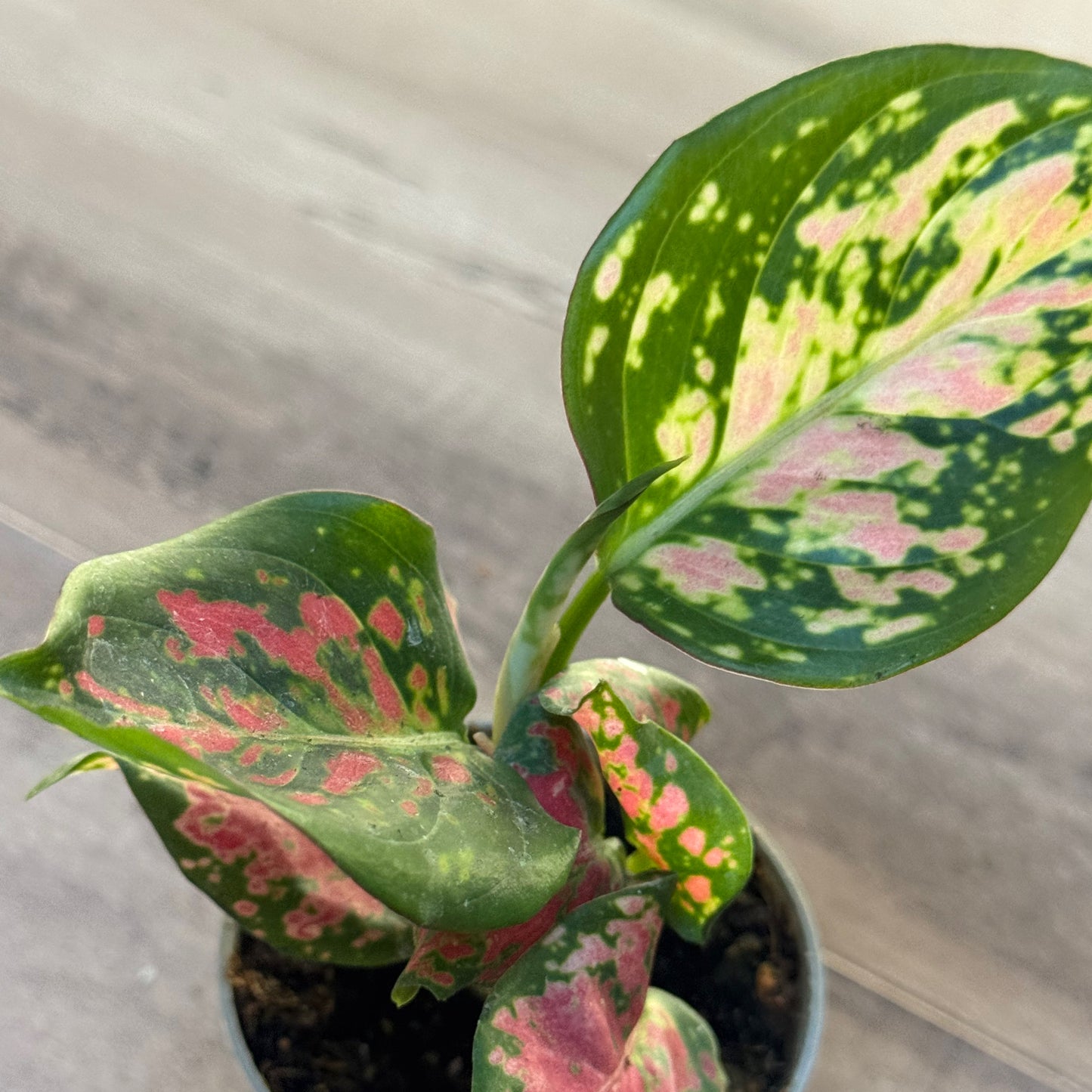 Flaschengarten DIY Set No108 - Aglaonema x Rosenquarz