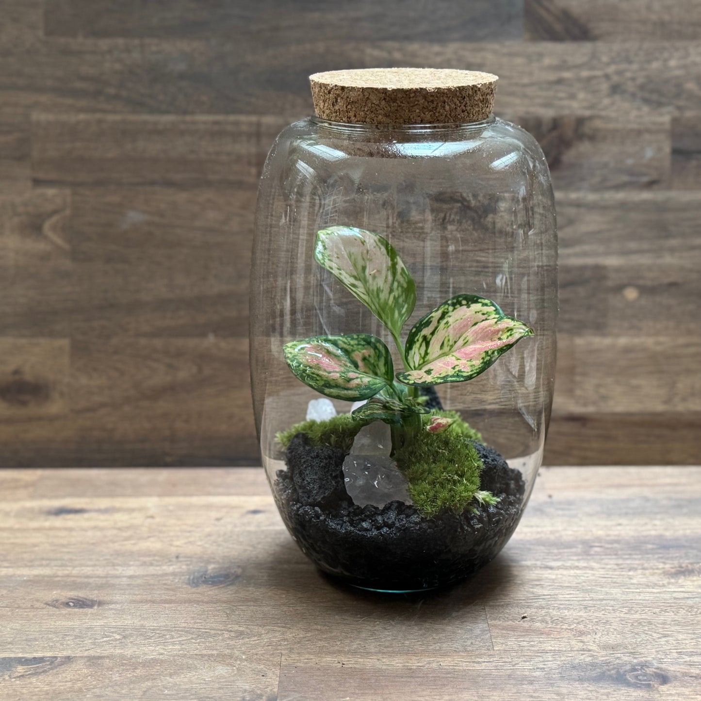 Flaschengarten DIY Set No108 - Aglaonema x Rosenquarz