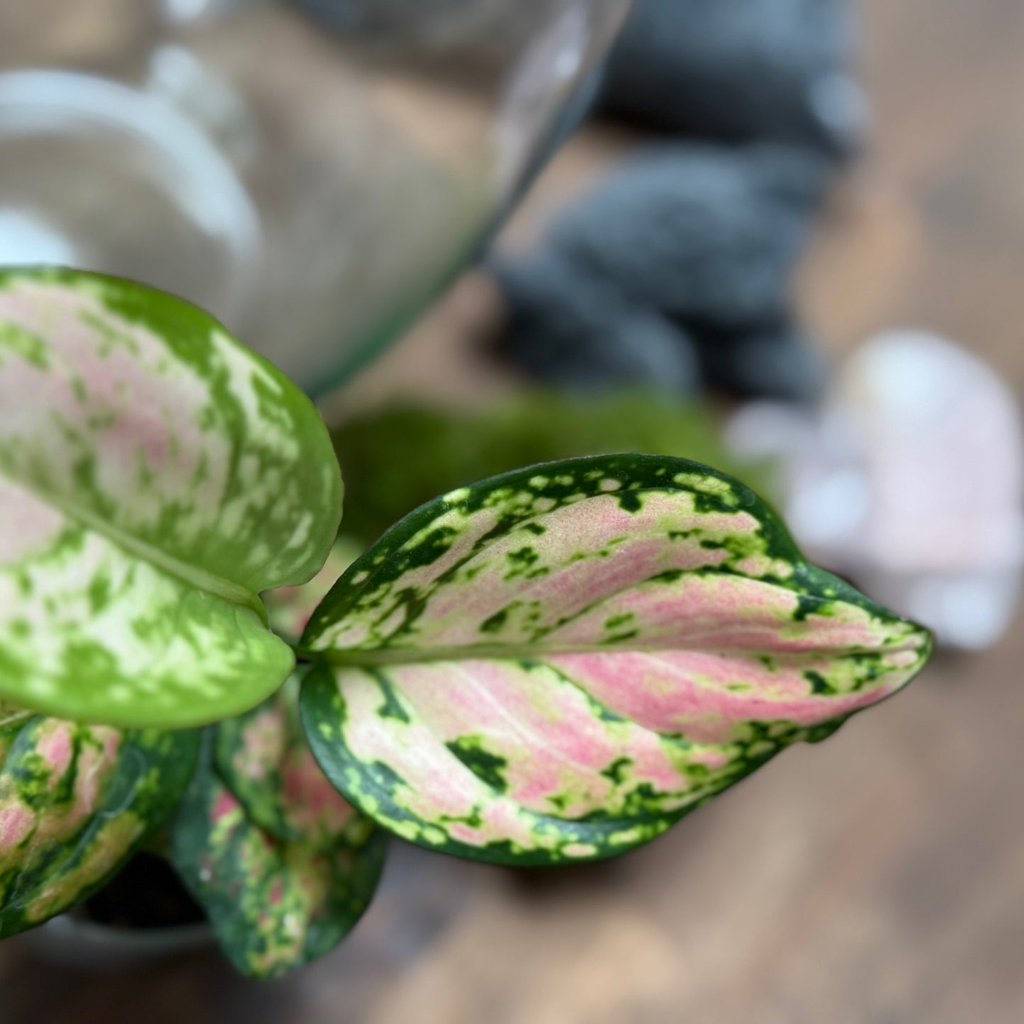 Flaschengarten DIY Set No108 - Aglaonema x Rosenquarz