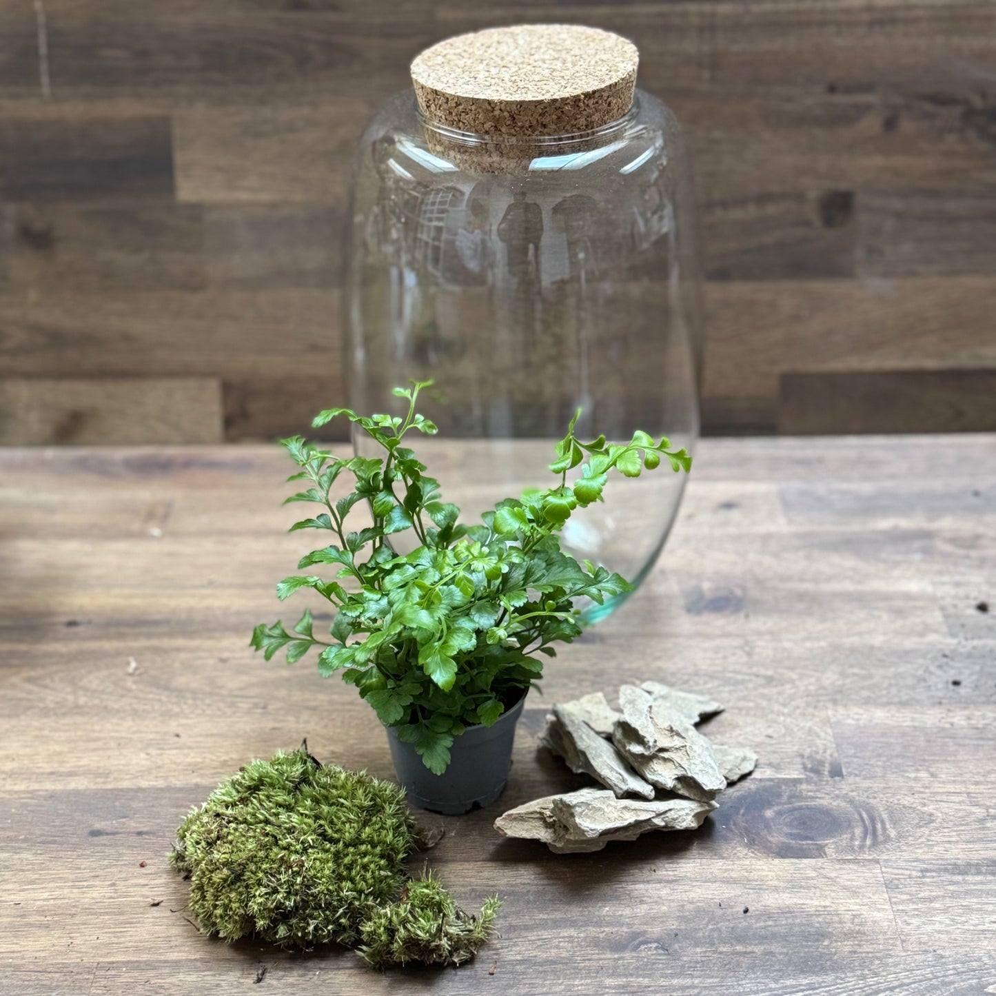 Flaschengarten DIY Set No109 - Asplenium 'Parvati'