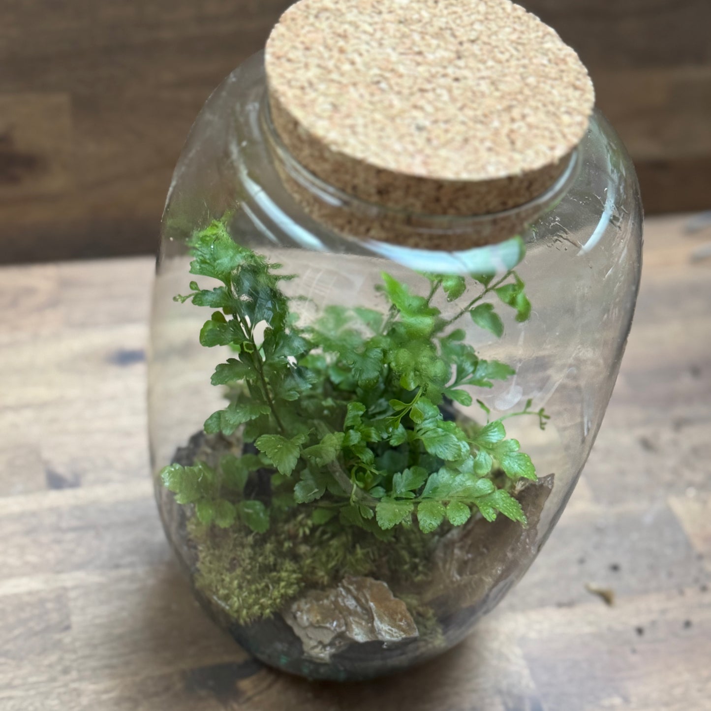Flaschengarten DIY Set No109 - Asplenium 'Parvati'