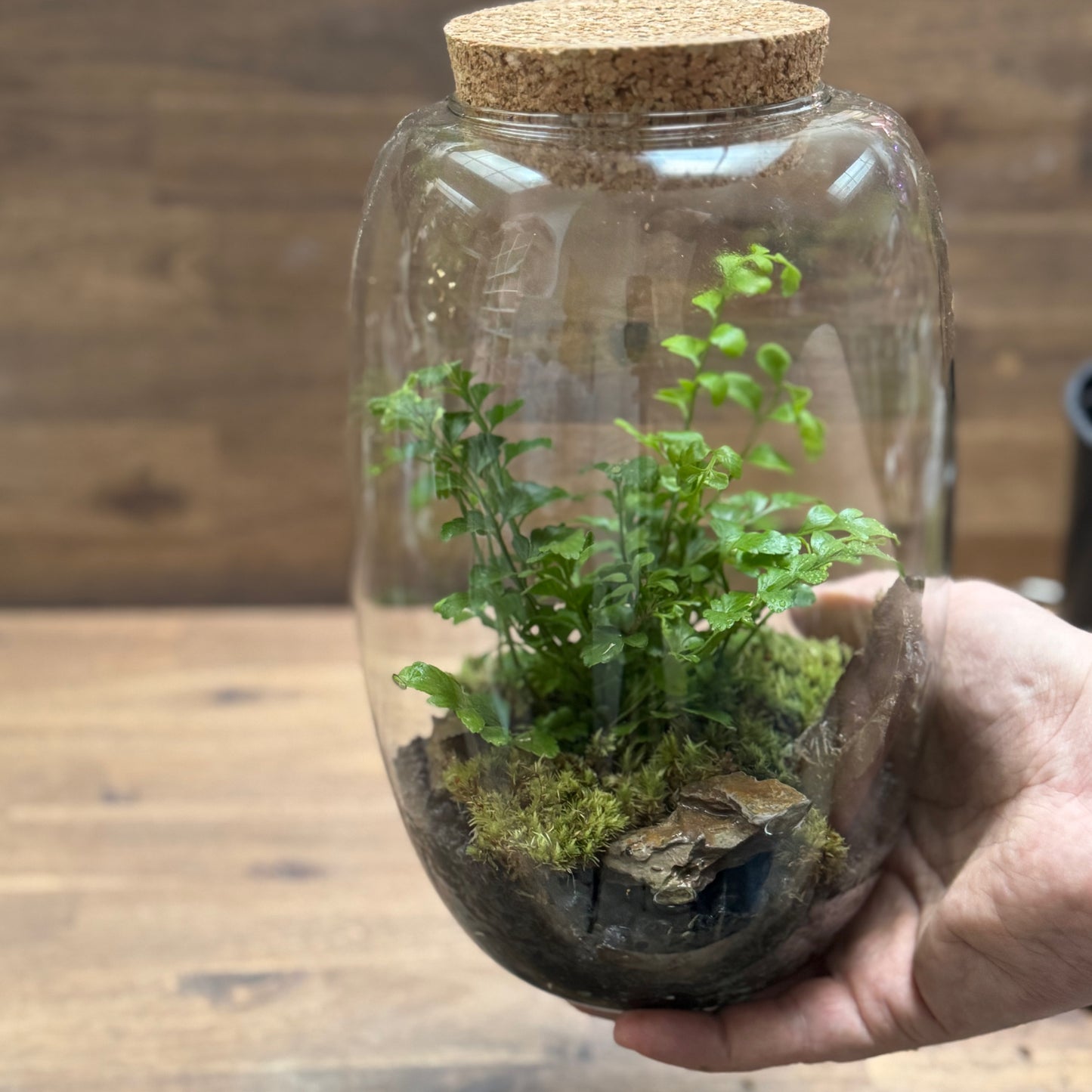 Flaschengarten DIY Set No109 - Asplenium 'Parvati'