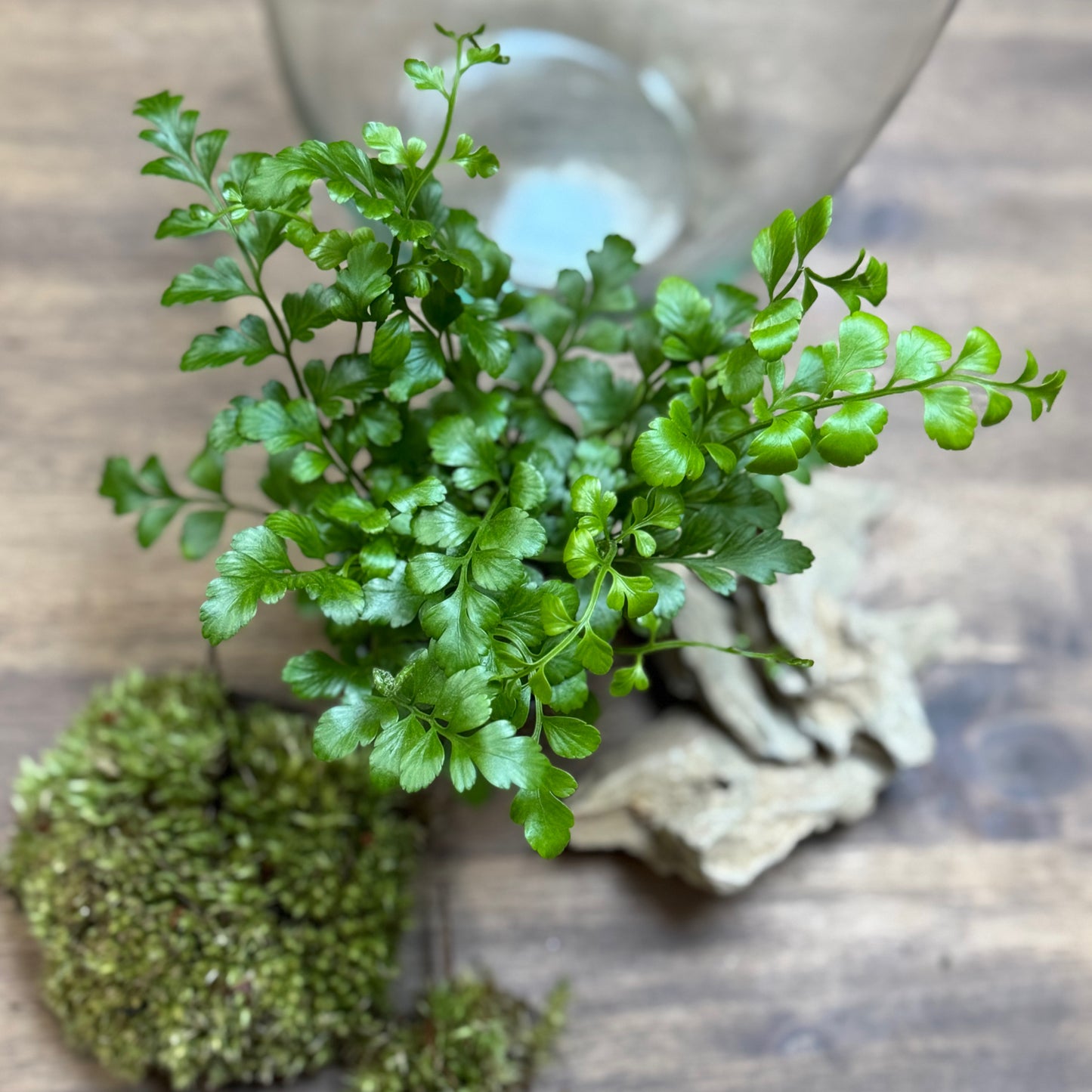 Flaschengarten DIY Set No109 - Asplenium 'Parvati'
