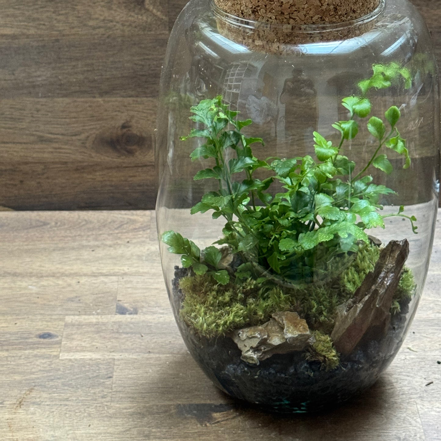 Flaschengarten DIY Set No109 - Asplenium 'Parvati'