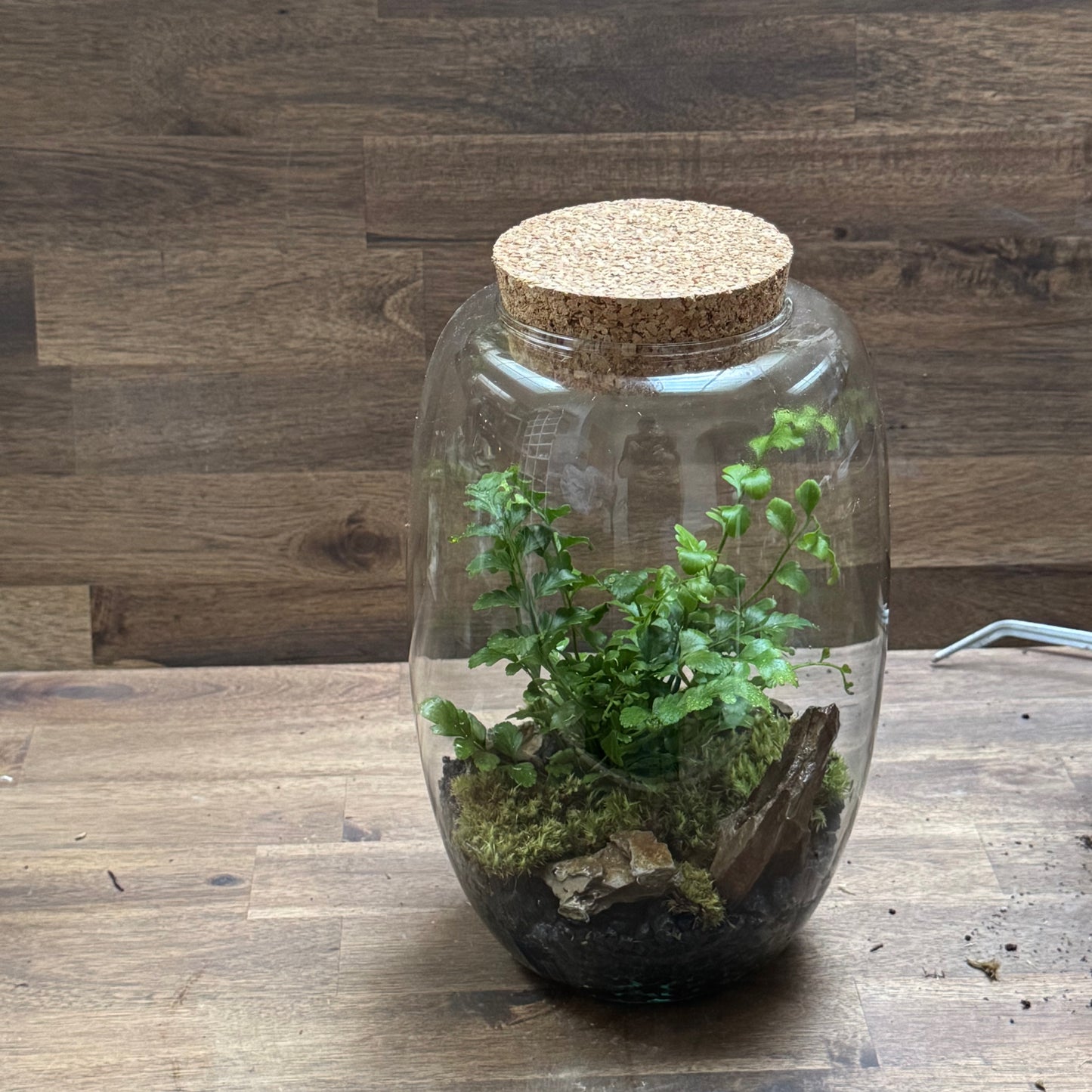 Flaschengarten DIY Set No109 - Asplenium 'Parvati'