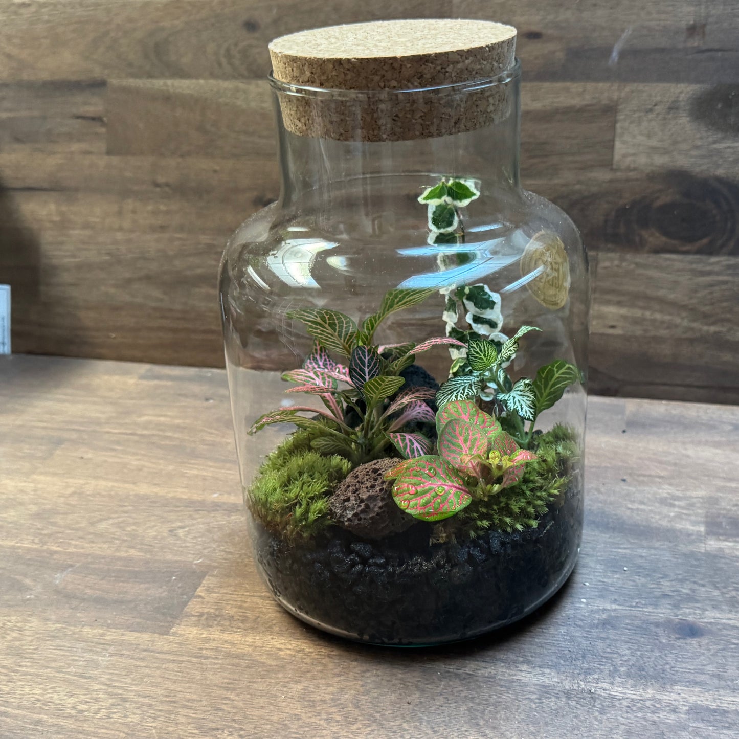 Flaschengarten DIY Set No111 Fittonia-Mix x Ficus pumila