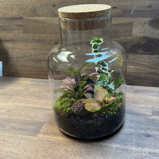 Flaschengarten DIY Set No111 Fittonia-Mix x Ficus pumila