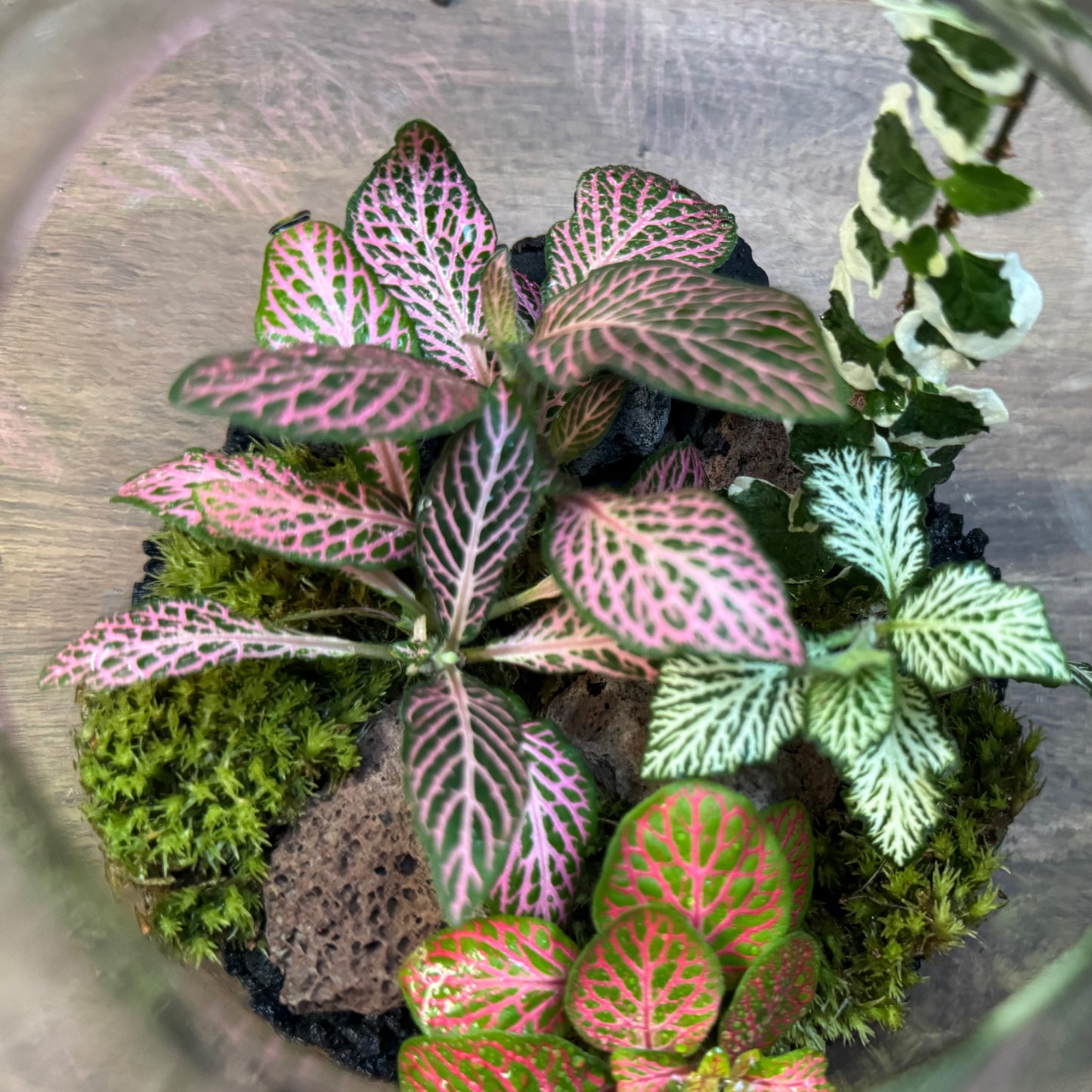 Flaschengarten DIY Set No111 Fittonia-Mix x Ficus pumila