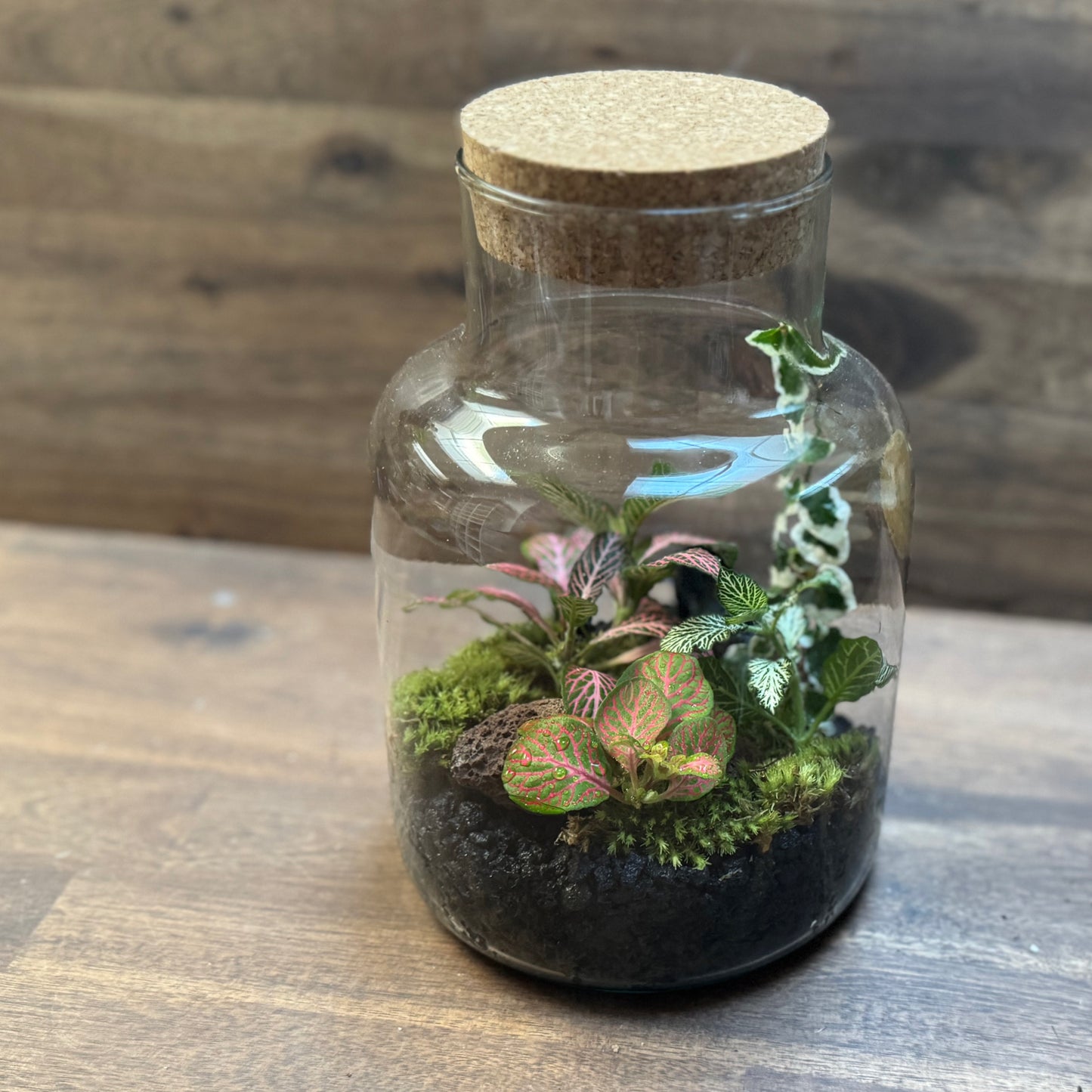 Flaschengarten DIY Set No111 Fittonia-Mix x Ficus pumila