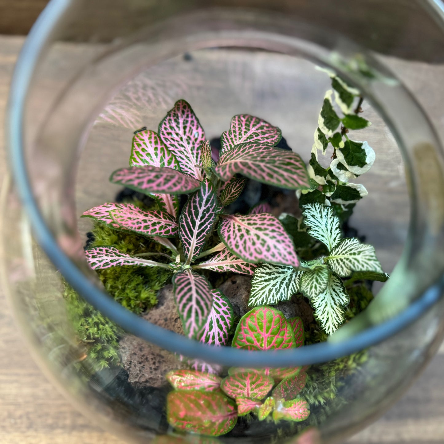 Flaschengarten DIY Set No111 Fittonia-Mix x Ficus pumila