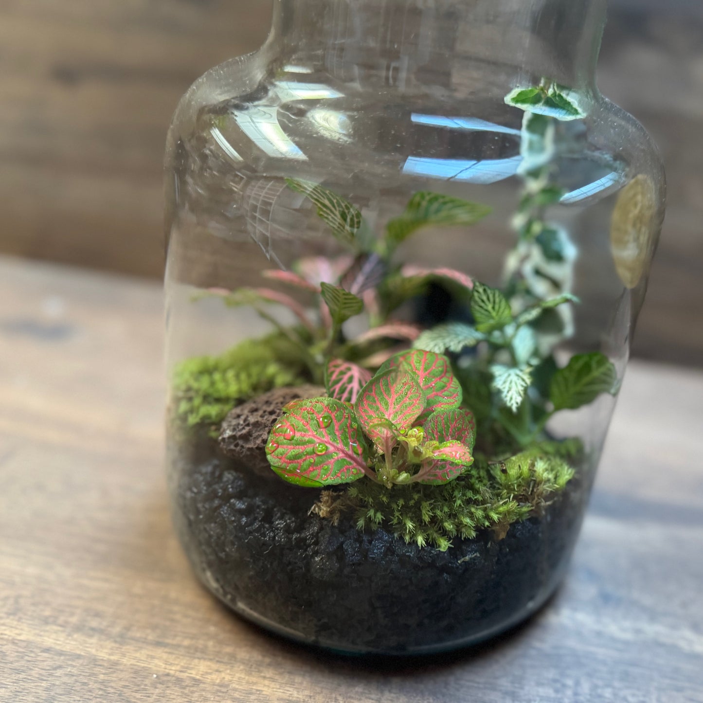 Flaschengarten DIY Set No111 Fittonia-Mix x Ficus pumila
