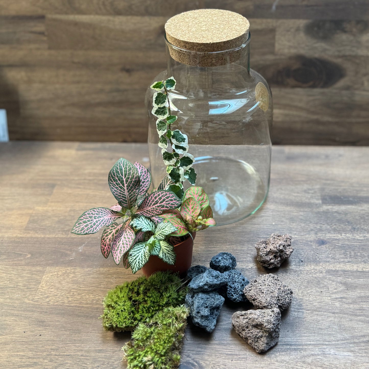 Flaschengarten DIY Set No111 Fittonia-Mix x Ficus pumila