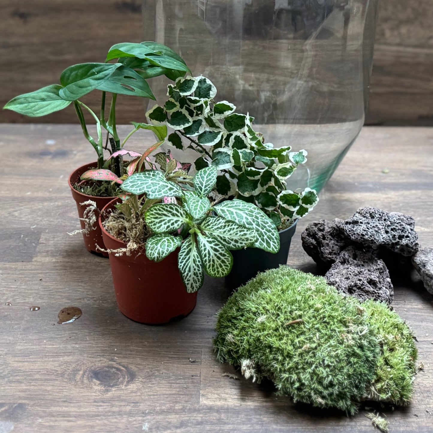Flaschengarten DIY Set No112 Monstera adansonii x Ficus pumila  x Fittonia