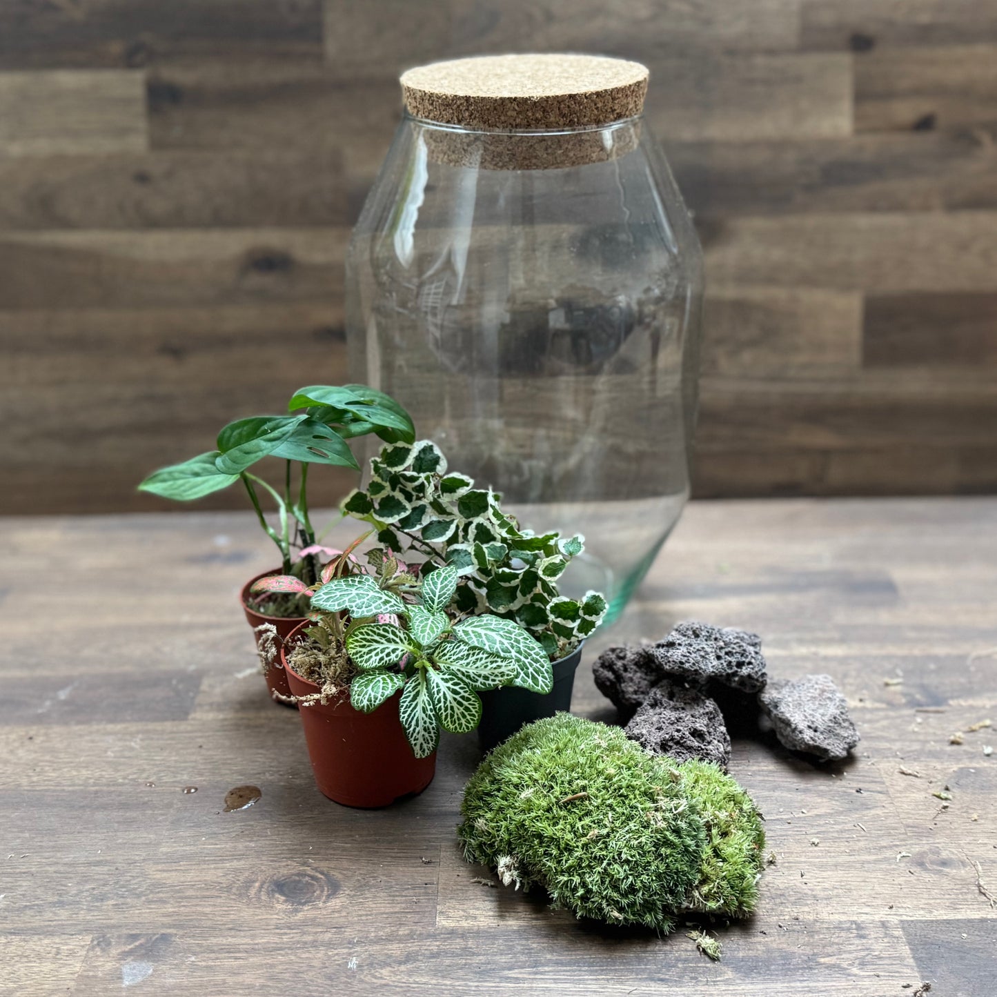 Flaschengarten DIY Set No112 Monstera adansonii x Ficus pumila  x Fittonia