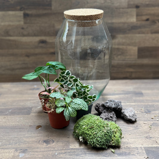 Flaschengarten DIY Set No112 Monstera adansonii x Ficus pumila  x Fittonia