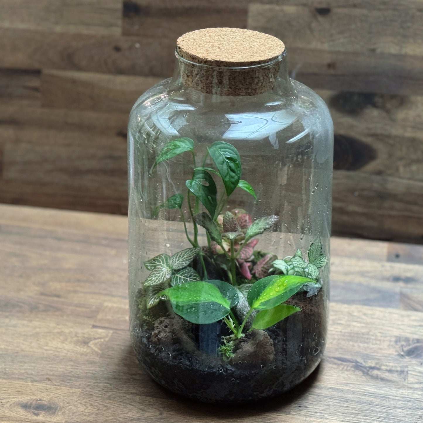 Flaschengarten DIY Set No113 Monstera x Philodendron 'Brasil' x Episcia cuperata x Fittonia