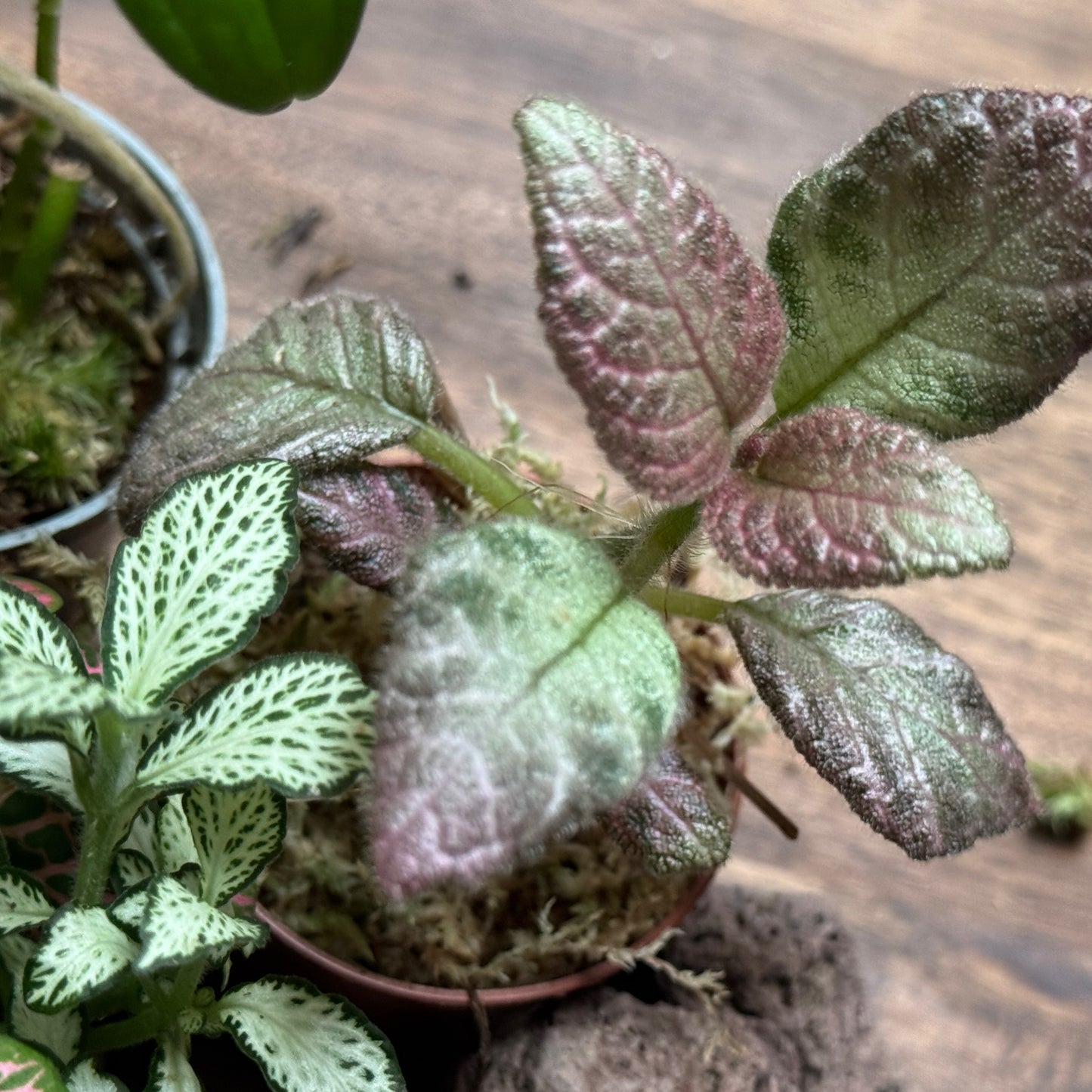 Flaschengarten DIY Set No113 Monstera x Philodendron 'Brasil' x Episcia cuperata x Fittonia