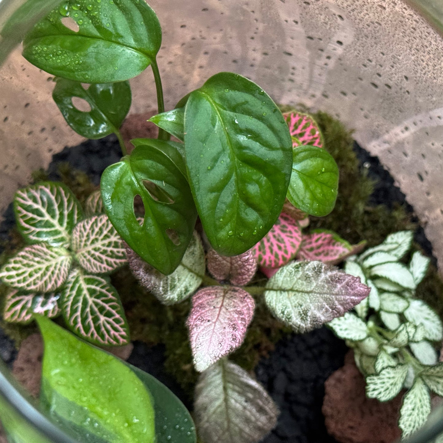 Flaschengarten DIY Set No113 Monstera x Philodendron 'Brasil' x Episcia cuperata x Fittonia