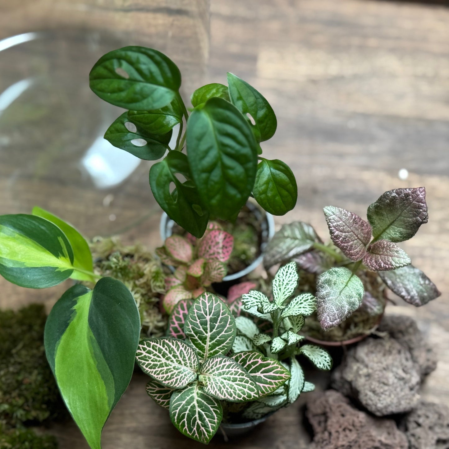 Flaschengarten DIY Set No113 Monstera x Philodendron 'Brasil' x Episcia cuperata x Fittonia
